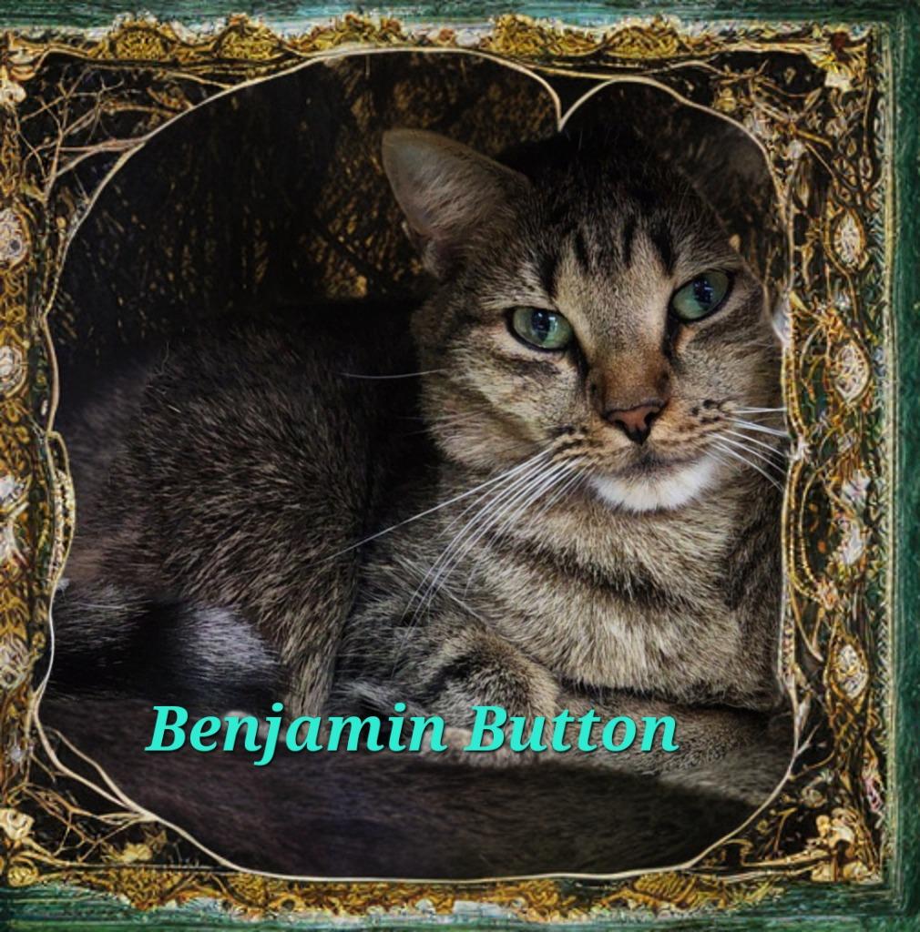 Enlarge Benjamin Button, a Adoptable mixed breed in Jim Thorpe, PA image 1/5