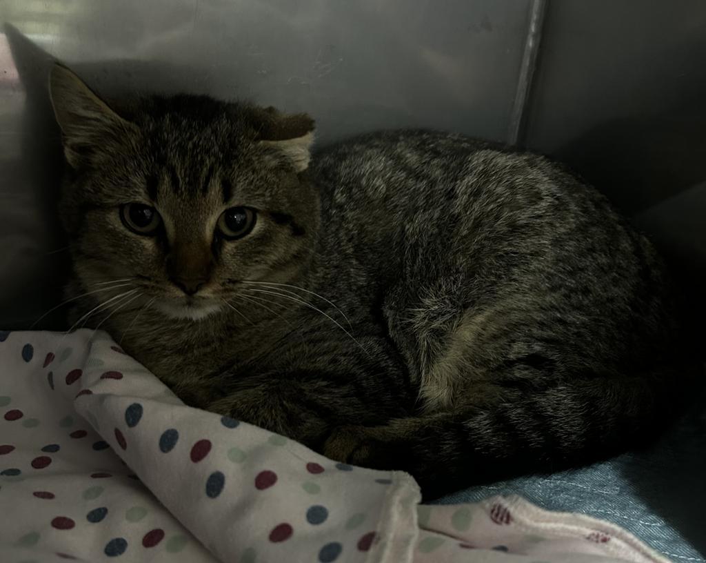 Enlarge Benjamin Button, a Adoptable mixed breed in Jim Thorpe, PA image 2/5