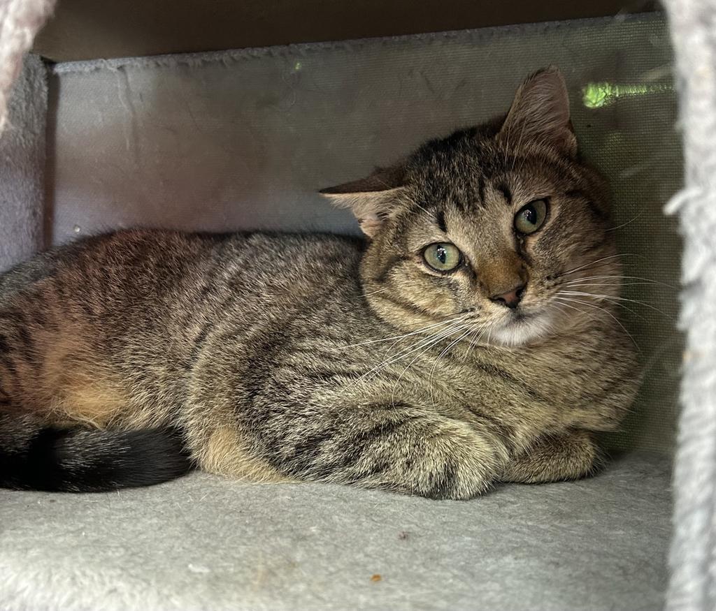 Enlarge Benjamin Button, a Adoptable mixed breed in Jim Thorpe, PA image 4/5