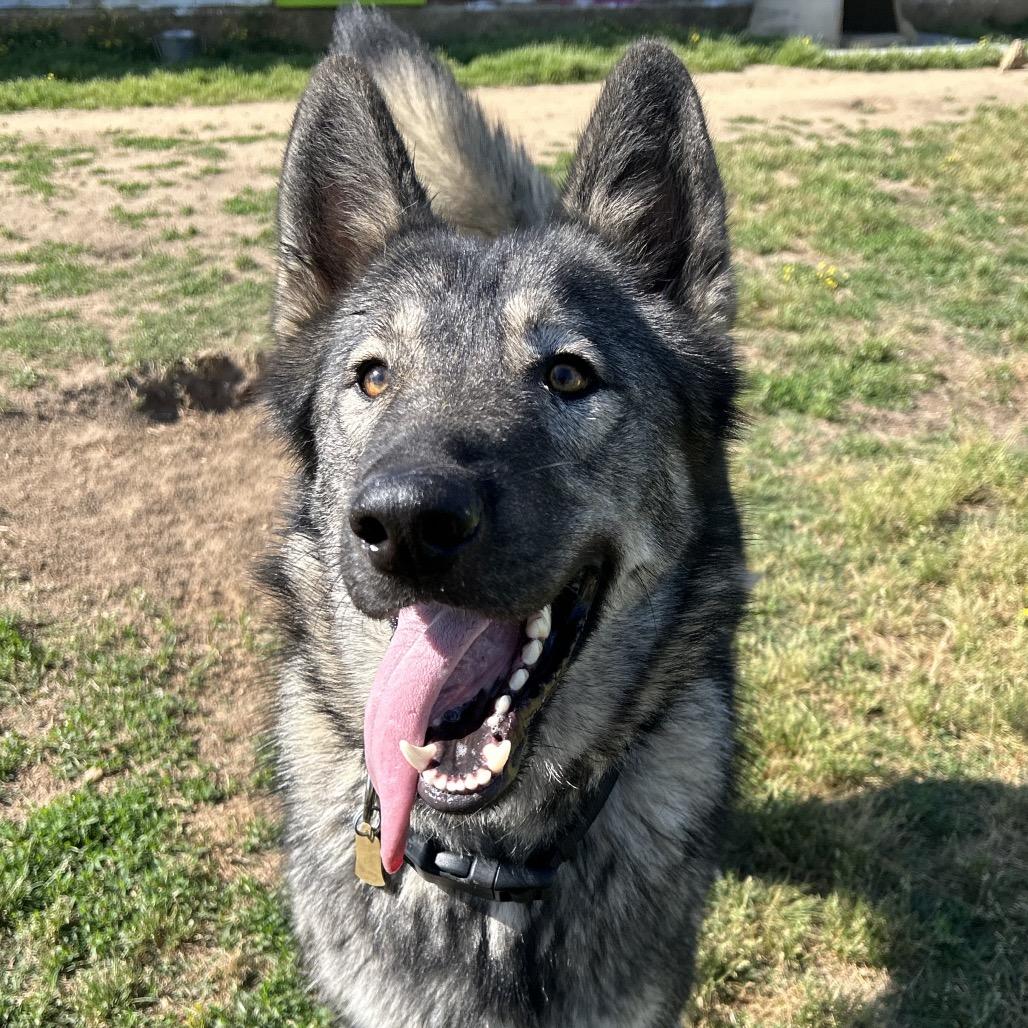 Enlarge Rowdy, a Adoptable mixed breed in West Point, MS image 2/6