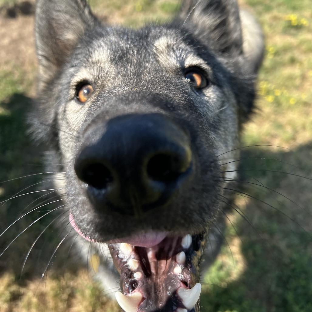 Enlarge Rowdy, a Adoptable mixed breed in West Point, MS image 3/6
