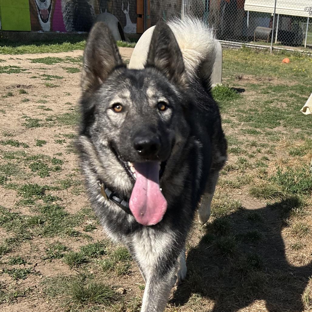 Enlarge Rowdy, a Adoptable mixed breed in West Point, MS image 4/6