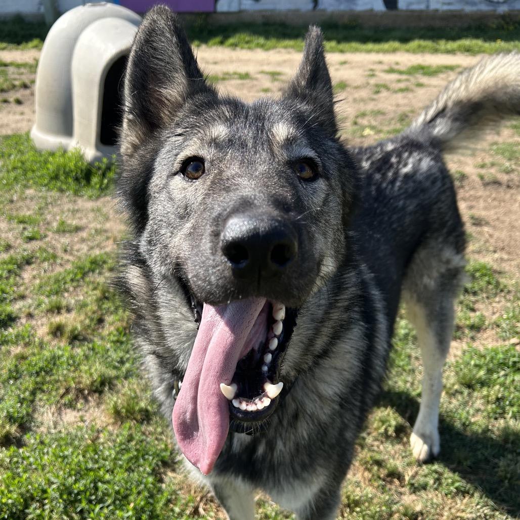 Enlarge Rowdy, a Adoptable mixed breed in West Point, MS image 5/6