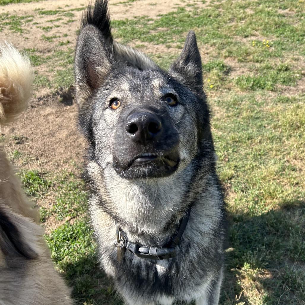 Enlarge Rowdy, a Adoptable mixed breed in West Point, MS image 6/6