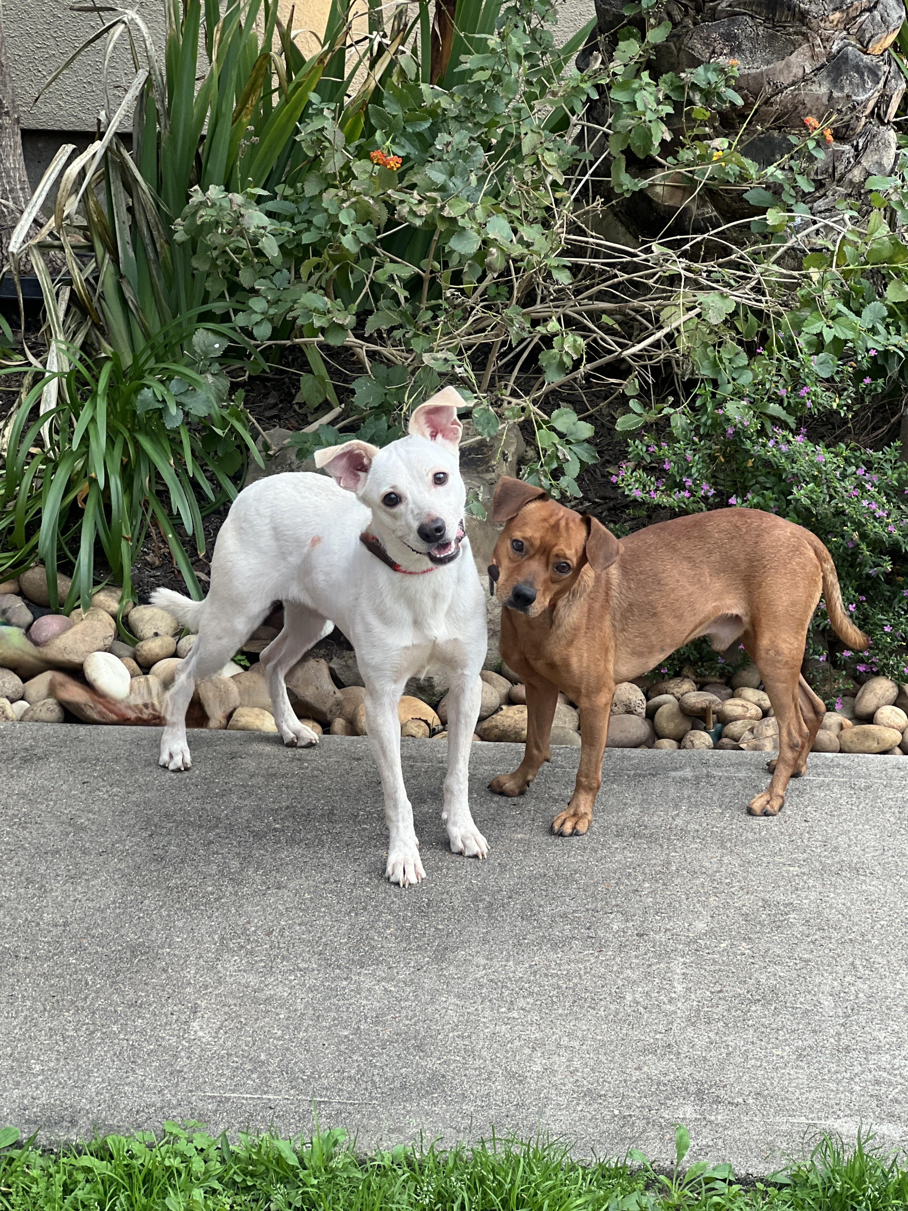 Elvis (and Presley), a ADOPTABLE mixed breed in Houston, TX image 3/4