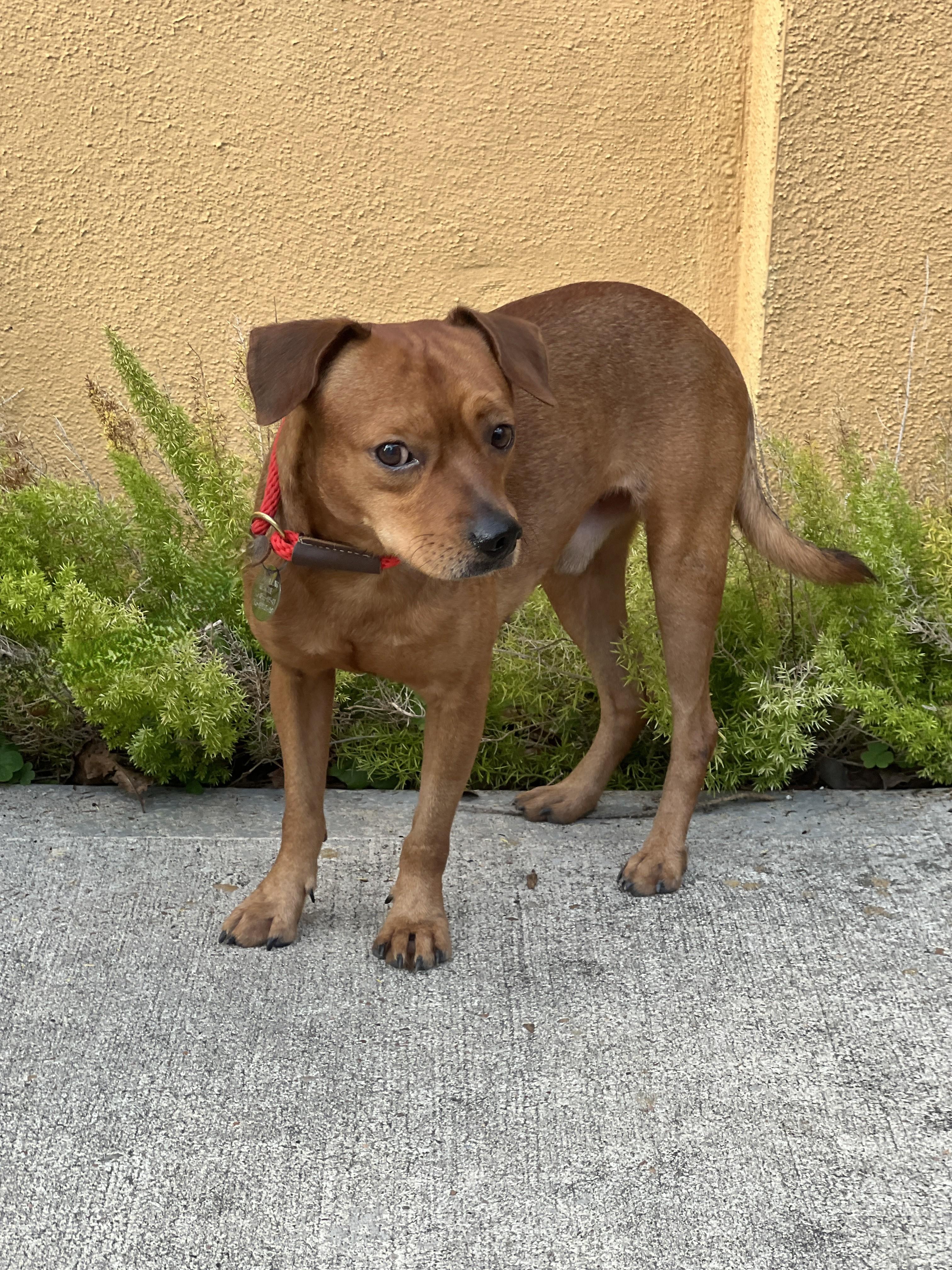 Elvis (and Presley), a ADOPTABLE mixed breed in Houston, TX image 4/4