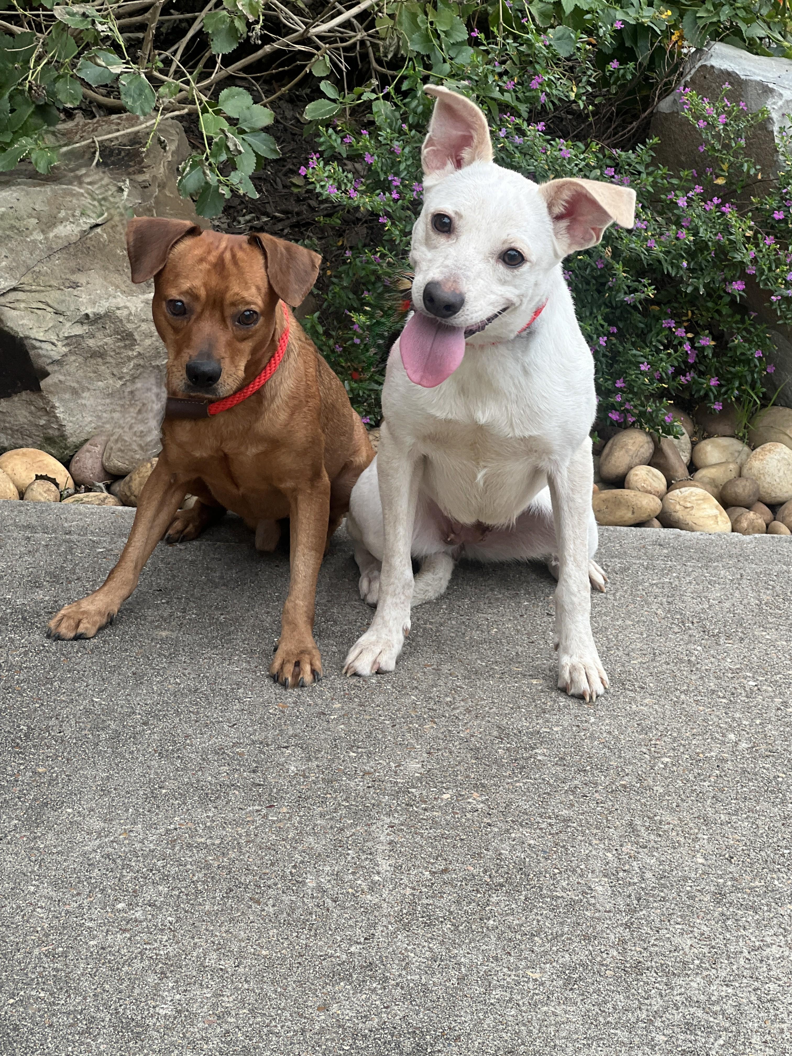 Elvis (and Presley), ADOPTABLE, Young Male Miniature Pinscher.