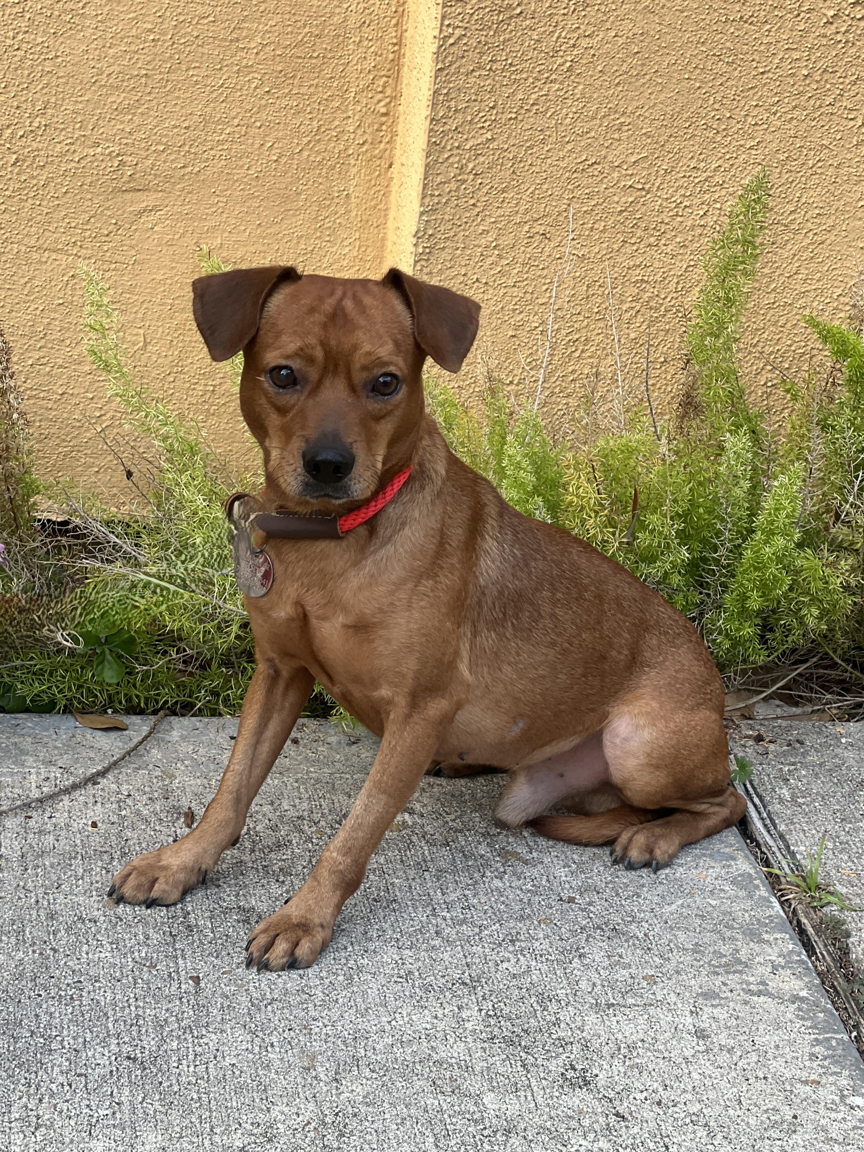 Elvis (and Presley), a ADOPTABLE mixed breed in Houston, TX image 2/4