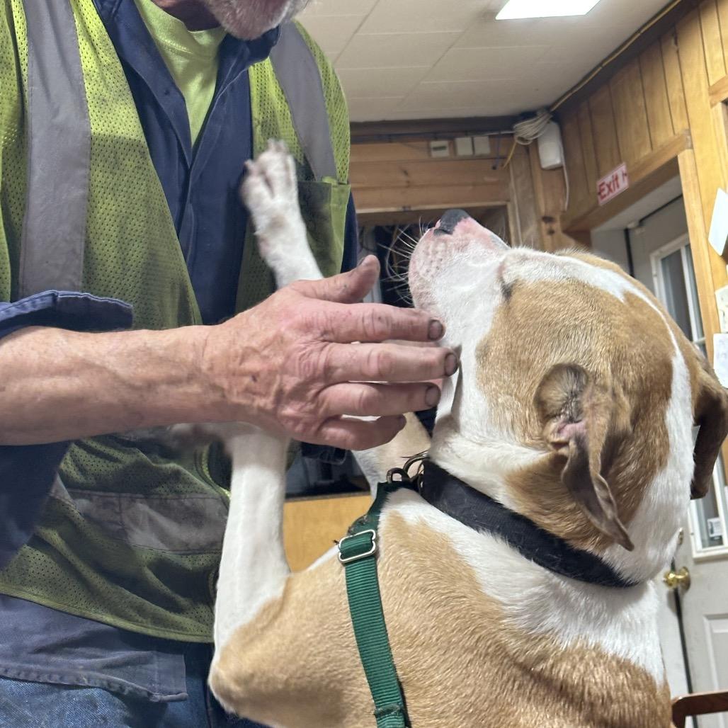 Jax, a Adoptable Mixed Breed in Middlebury, VT image 1/6