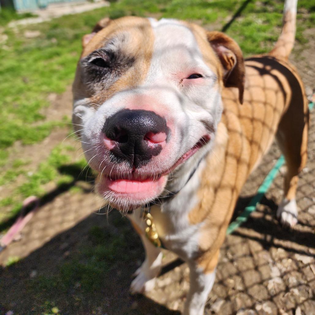 Jax, a Adoptable Mixed Breed in Middlebury, VT image 2/6