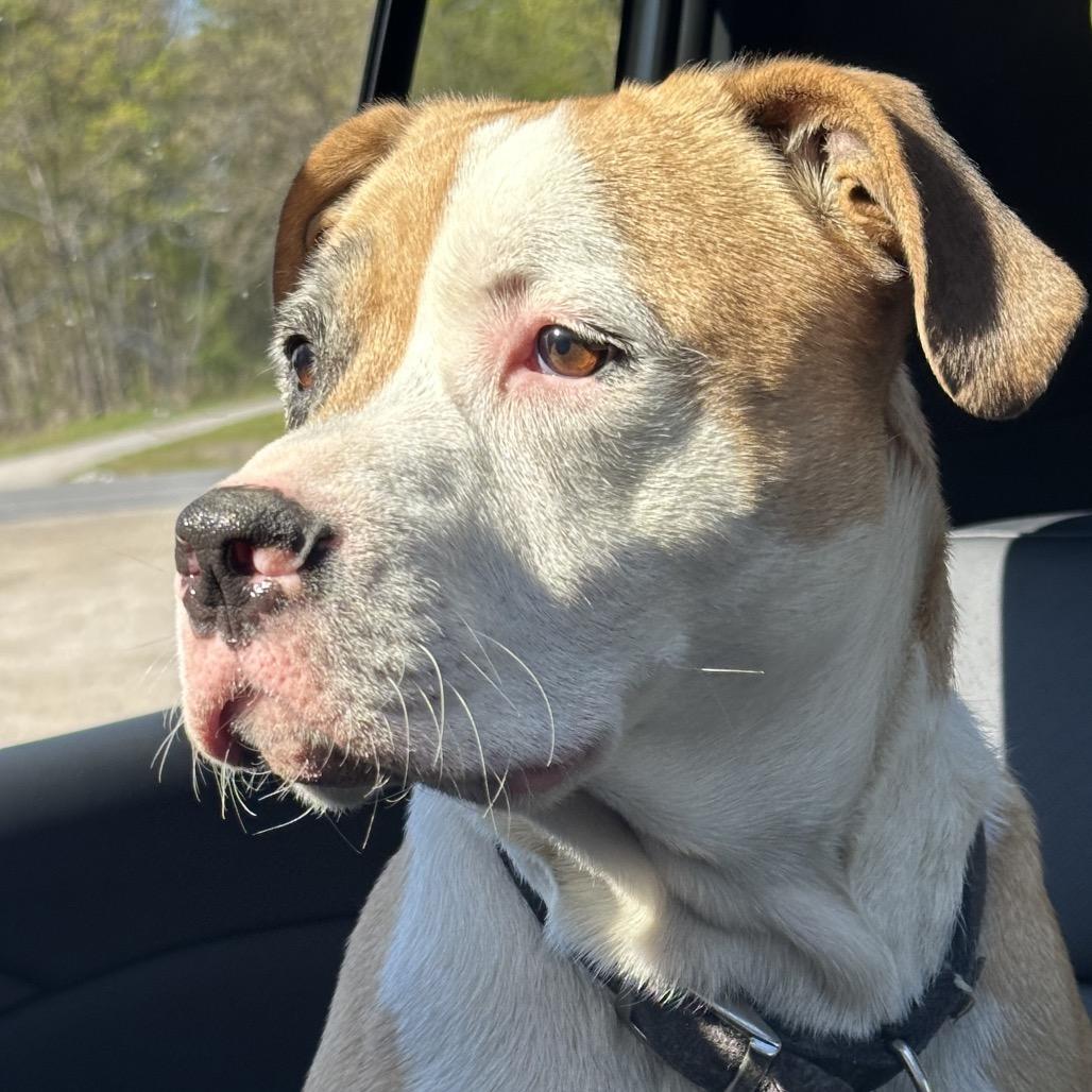 Jax, a Adoptable Mixed Breed in Middlebury, VT image 3/6