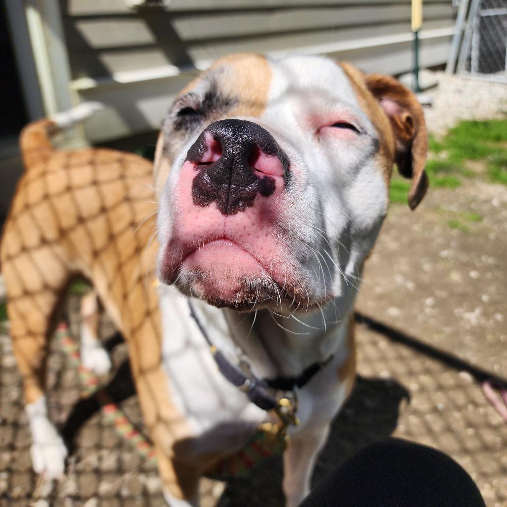 Jax, a Adoptable Mixed Breed in Middlebury, VT image 4/6