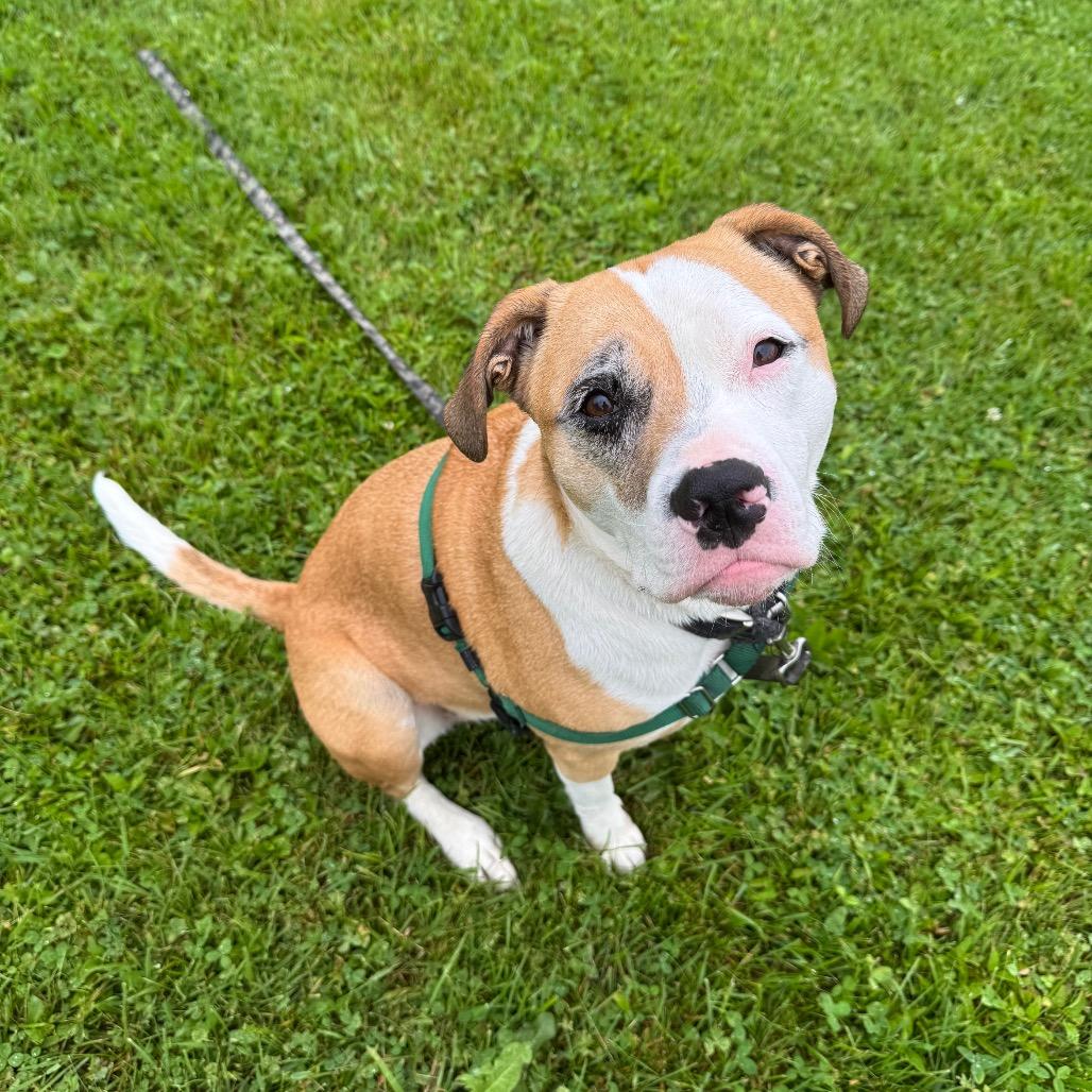 Jax, a Adoptable Mixed Breed in Middlebury, VT image 4/5