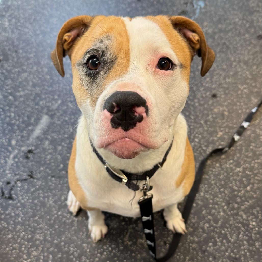 Jax, a Adoptable Mixed Breed in Middlebury, VT image 5/6