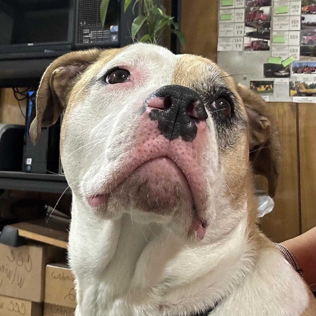 Jax, a Adoptable Mixed Breed in Middlebury, VT image 6/6