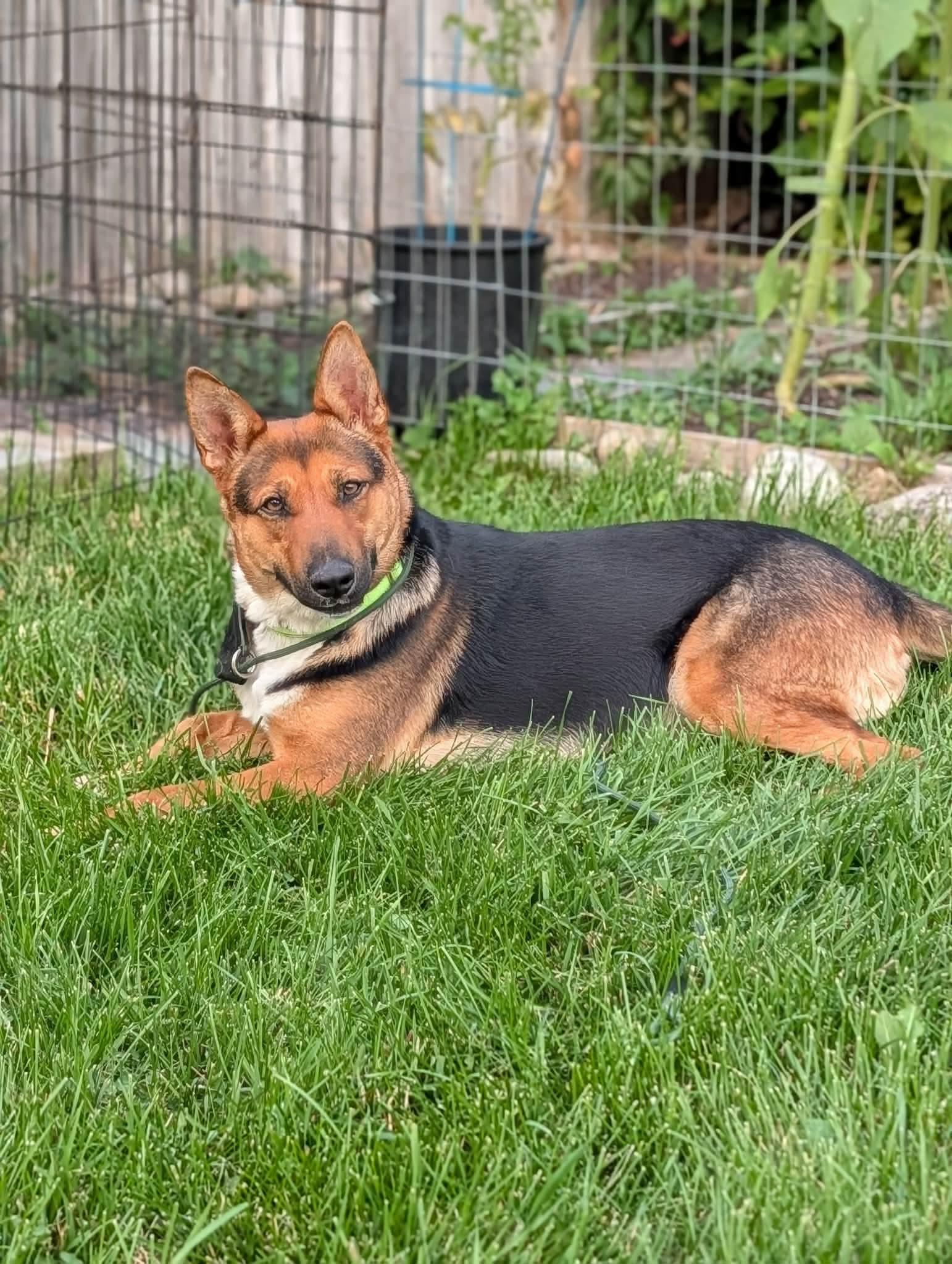 Amber, Adoptable, Young Female German Shepherd Dog & Australian Cattle Dog / Blue Heeler.
