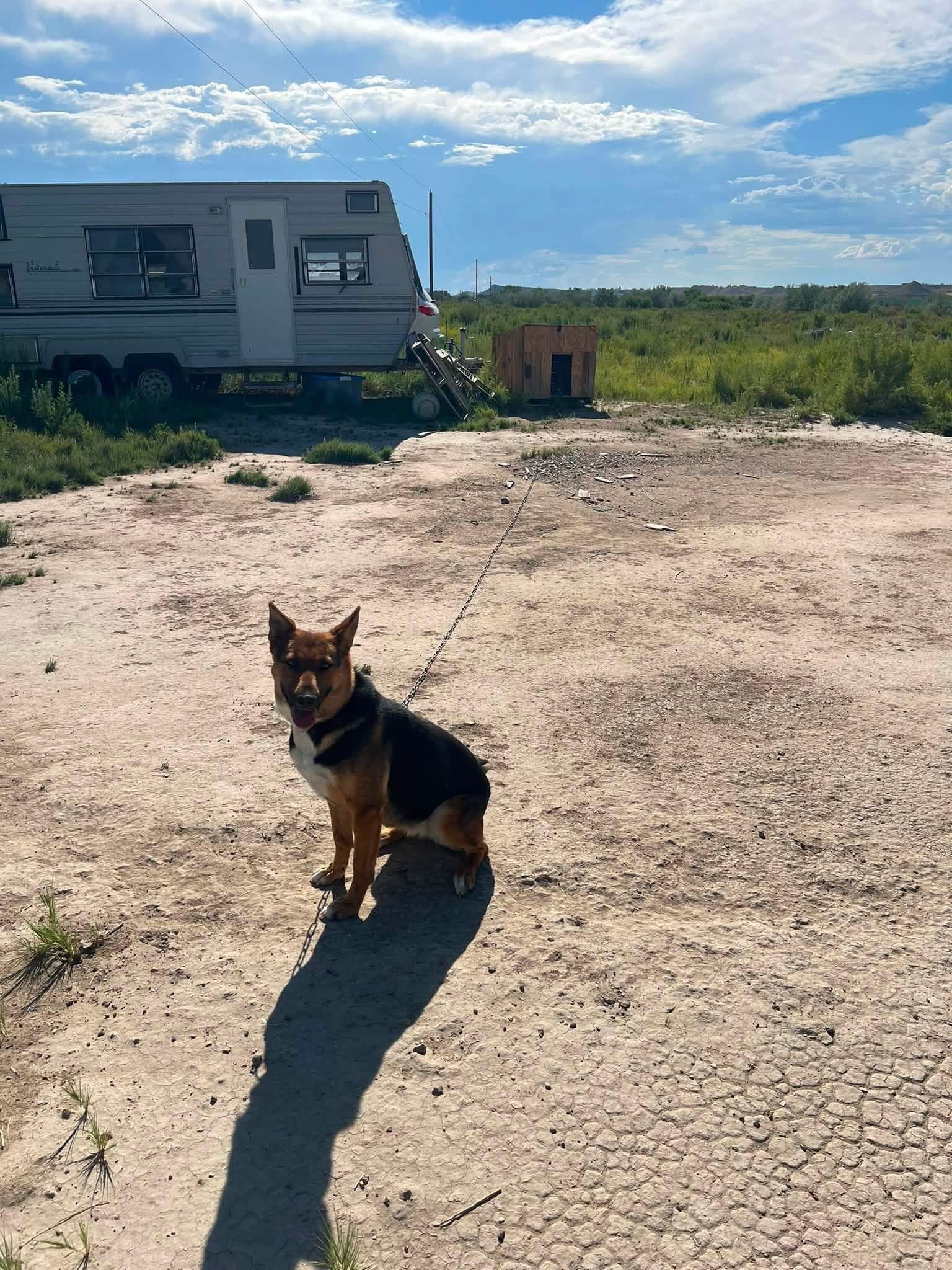 Enlarge Amber, a Adoptable mixed breed in Plummer, ID image 4/4