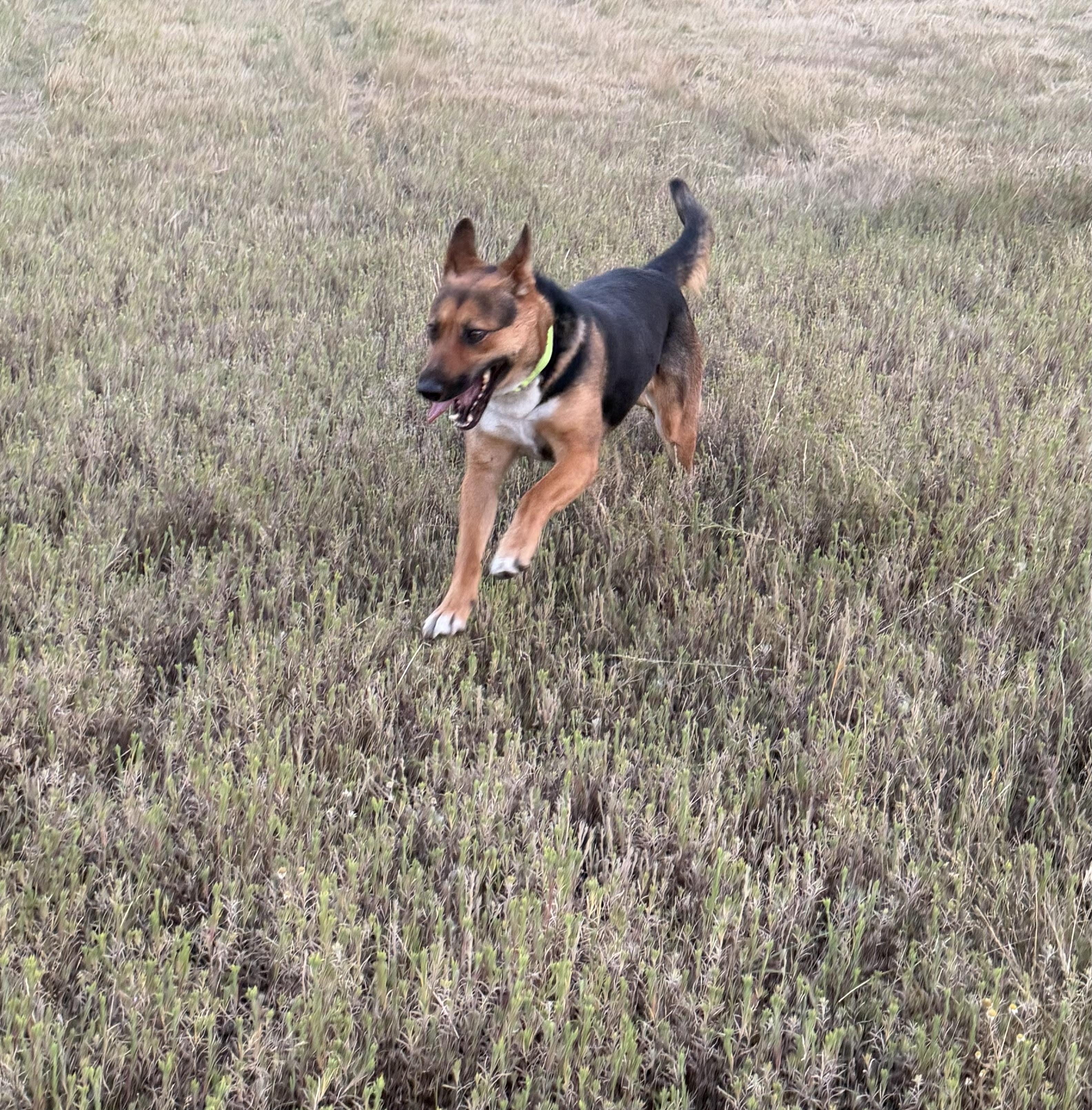 Enlarge Amber, a Adoptable mixed breed in Plummer, ID image 2/4