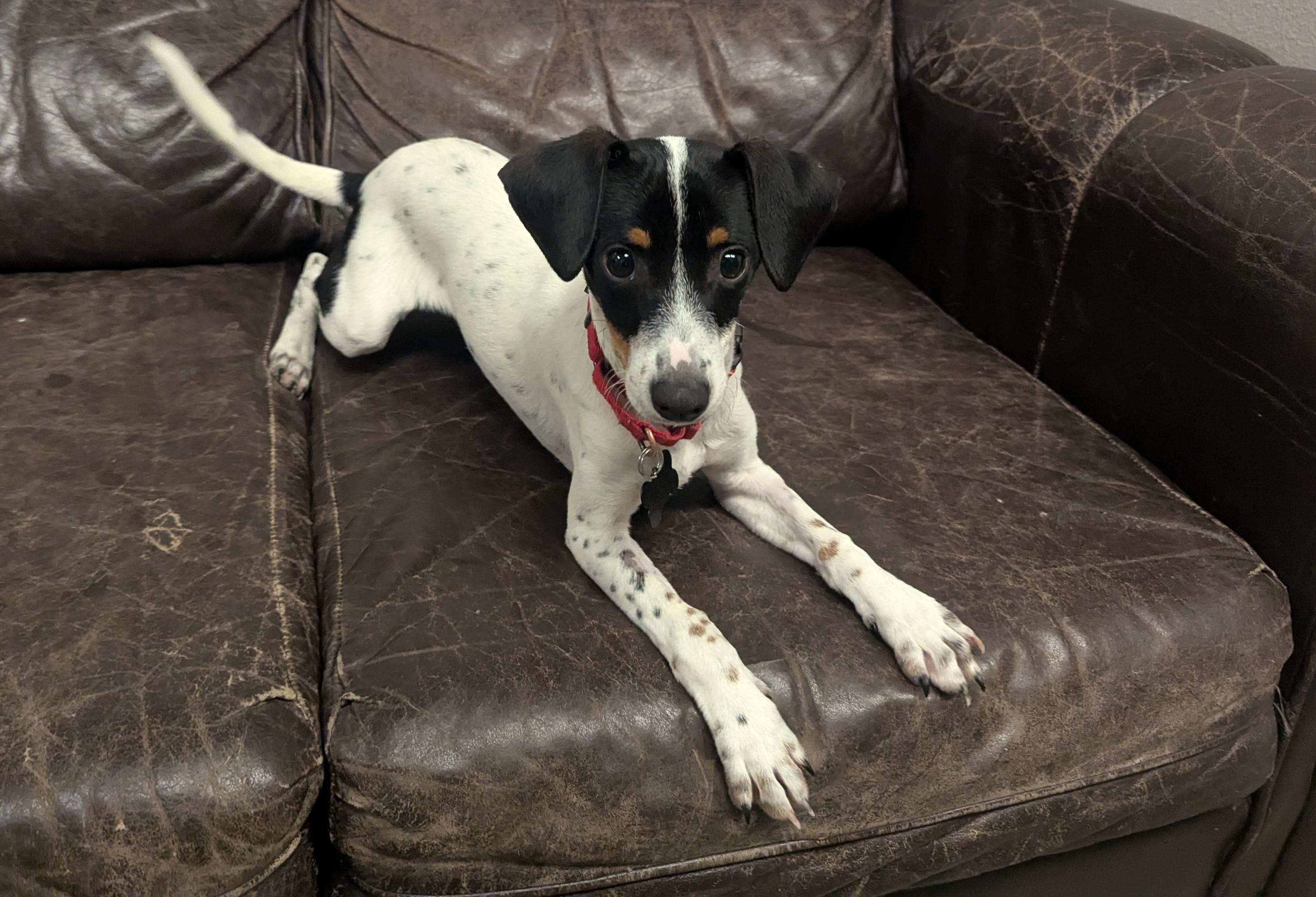 Jerry, ADOPTABLE, Young Male Miniature Dachshund.