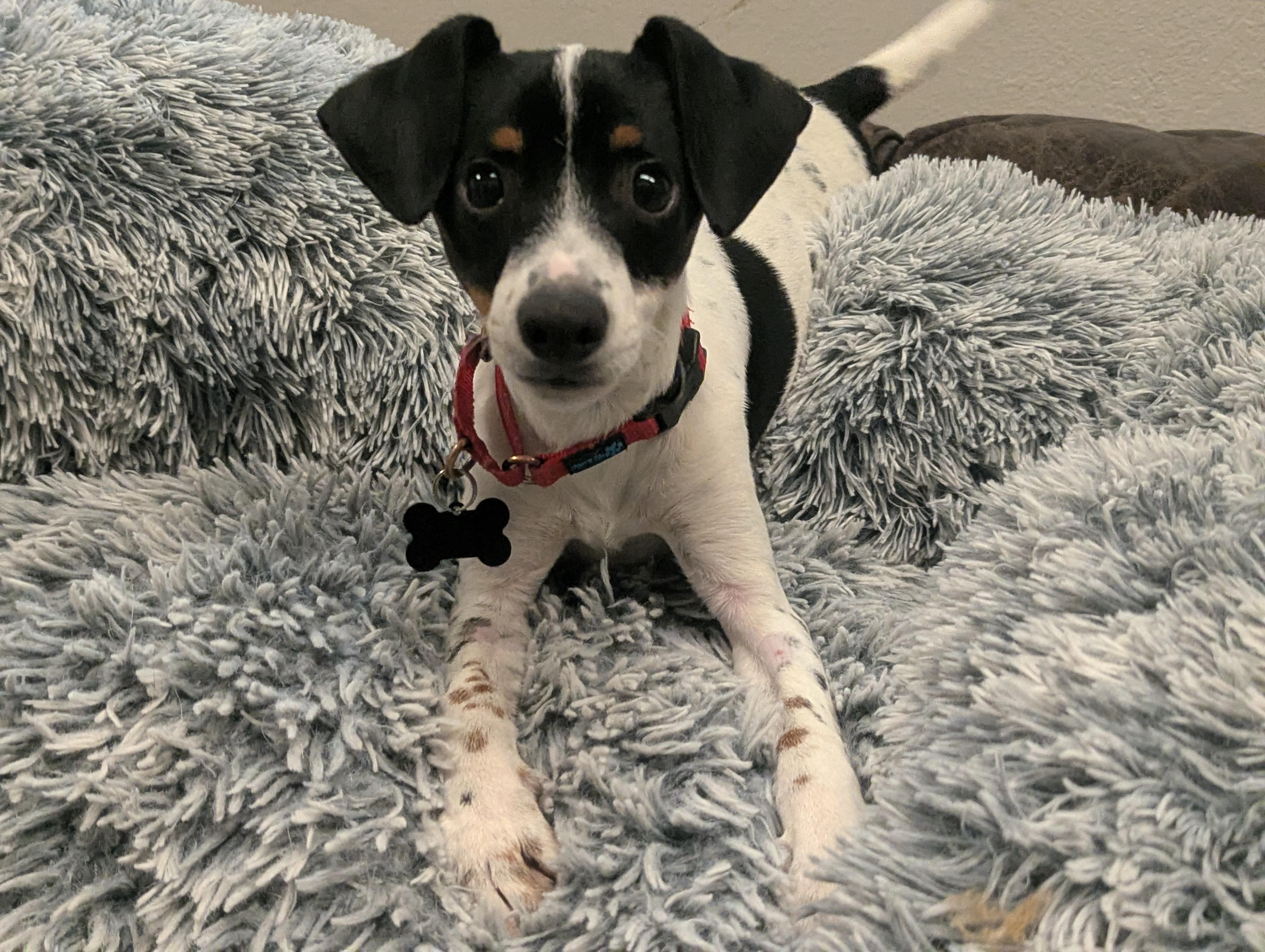 Jerry, a ADOPTABLE mixed breed in Buena Vista, CO image 2/3