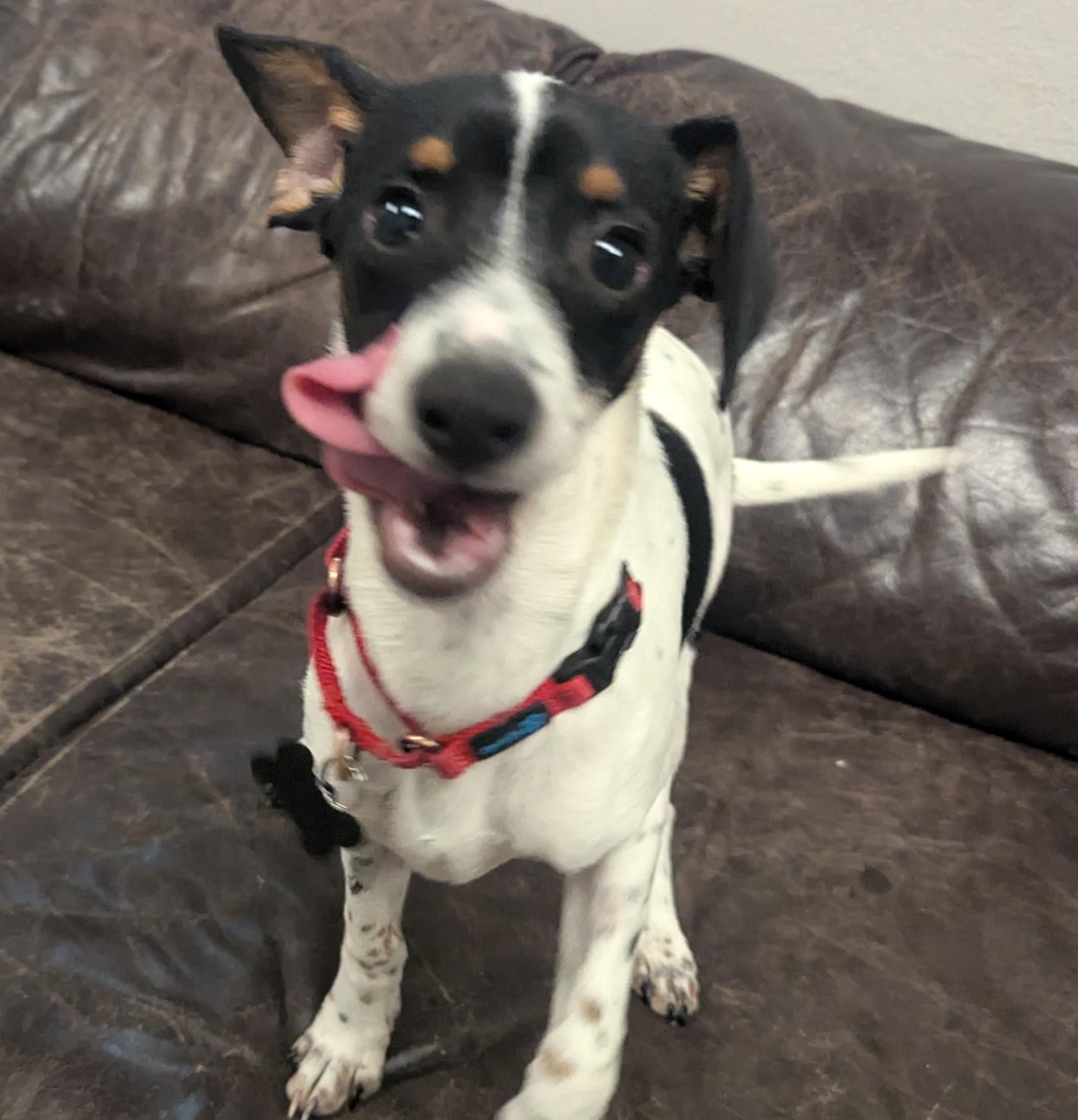 Jerry, a ADOPTABLE mixed breed in Buena Vista, CO image 3/3