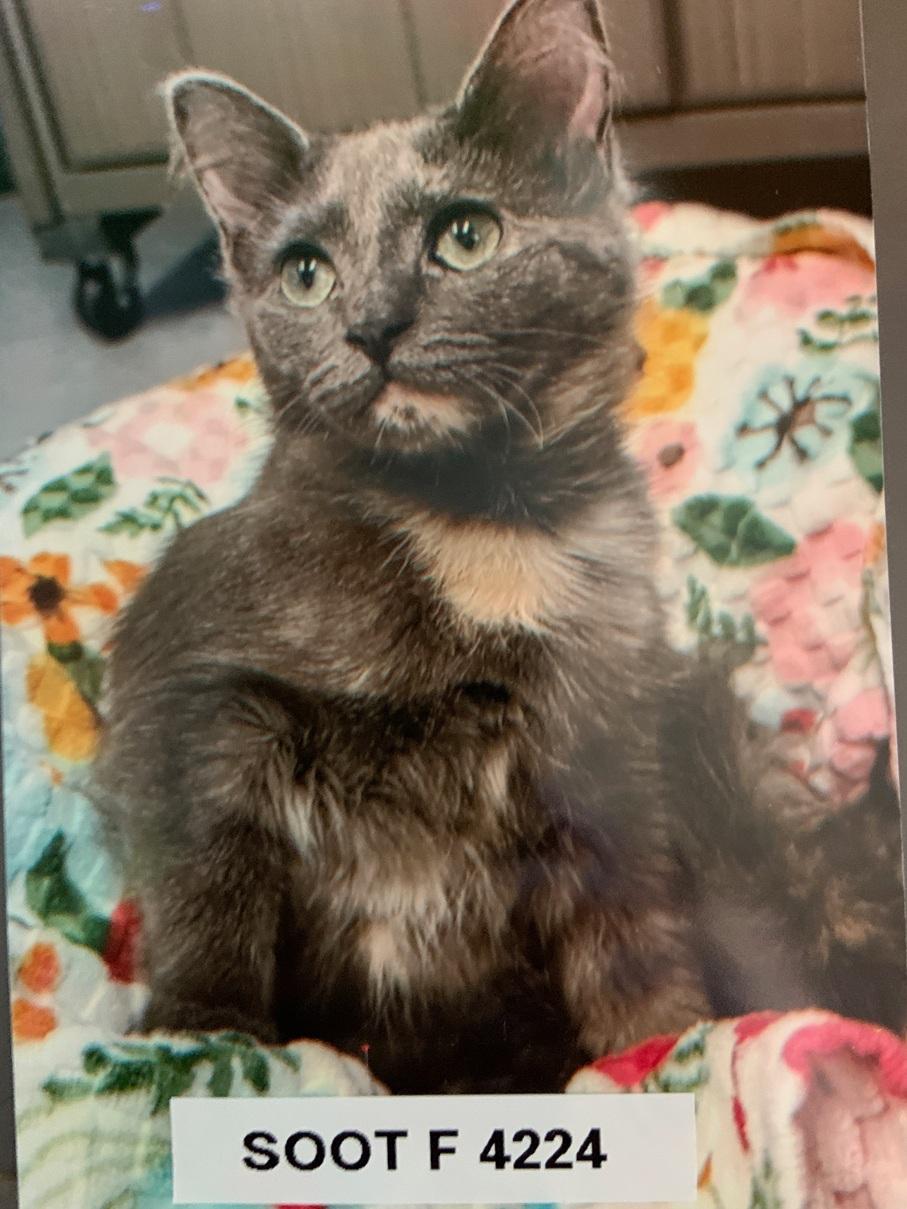 Soot, Adoptable, Young Female American Shorthair.