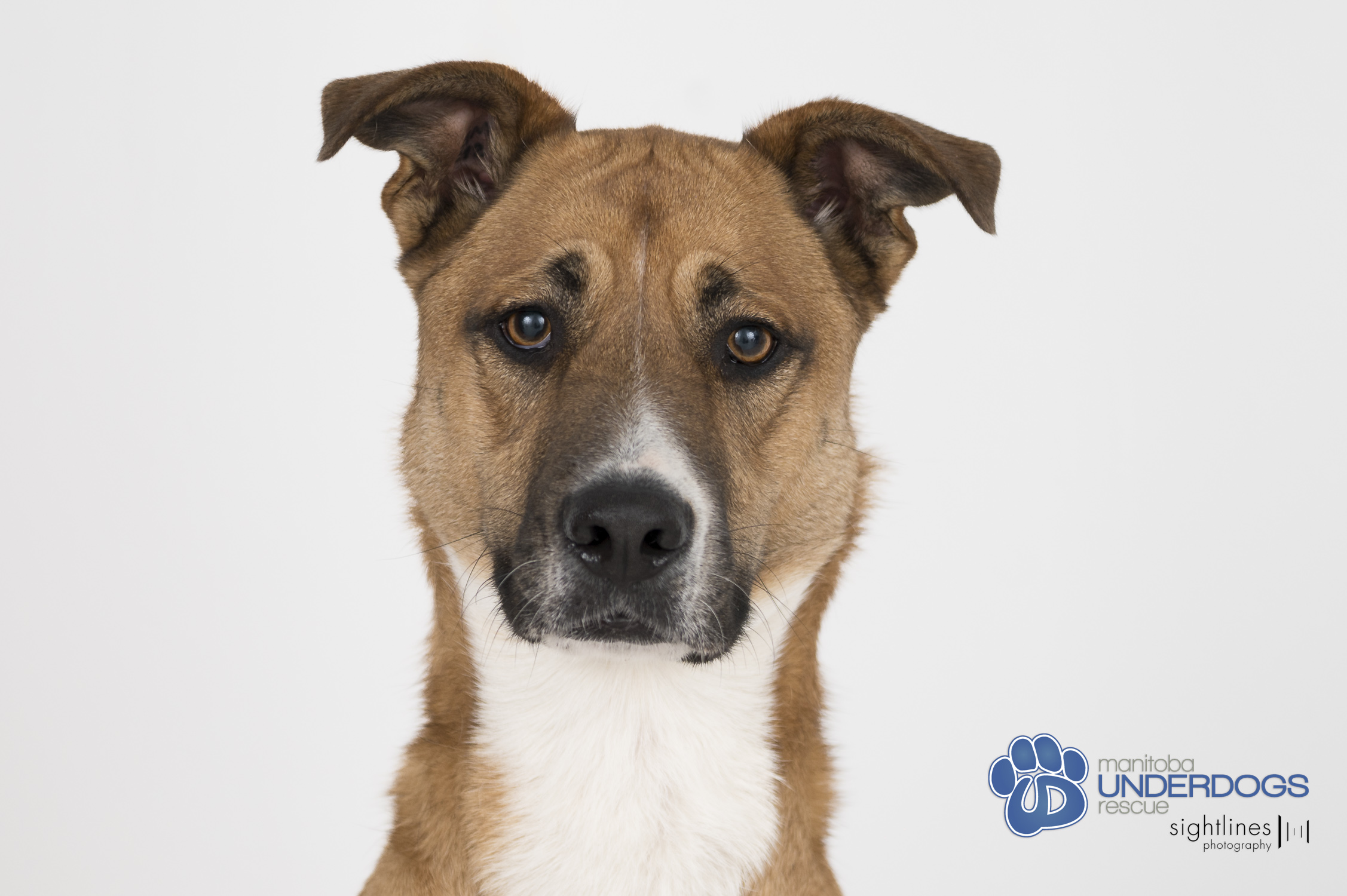 Penelope Pickles, a Adoptable mixed breed in Winnipeg, MB image 4/6