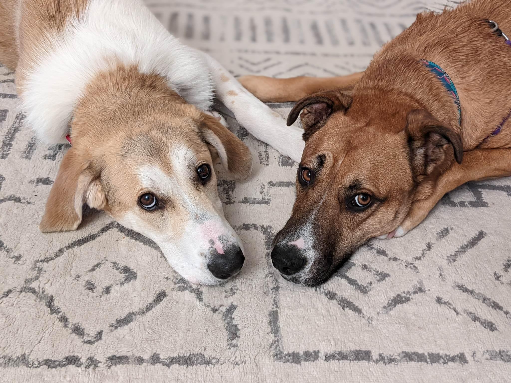 Penelope Pickles, a Adoptable mixed breed in Winnipeg, MB image 3/6