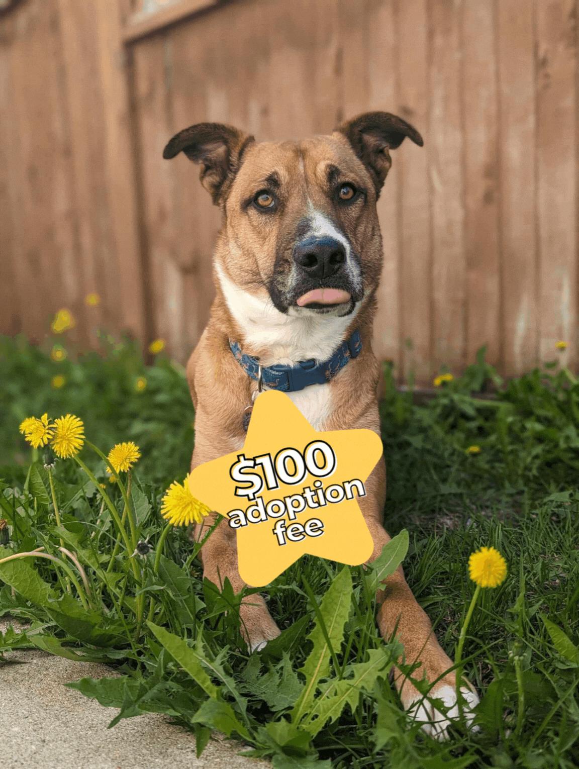 Penelope Pickles, a Adoptable mixed breed in Winnipeg, MB image 1/6