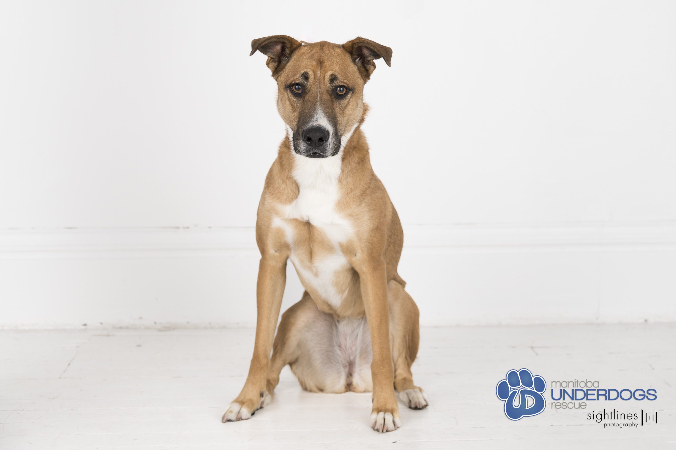 Penelope Pickles, a Adoptable mixed breed in Winnipeg, MB image 5/6
