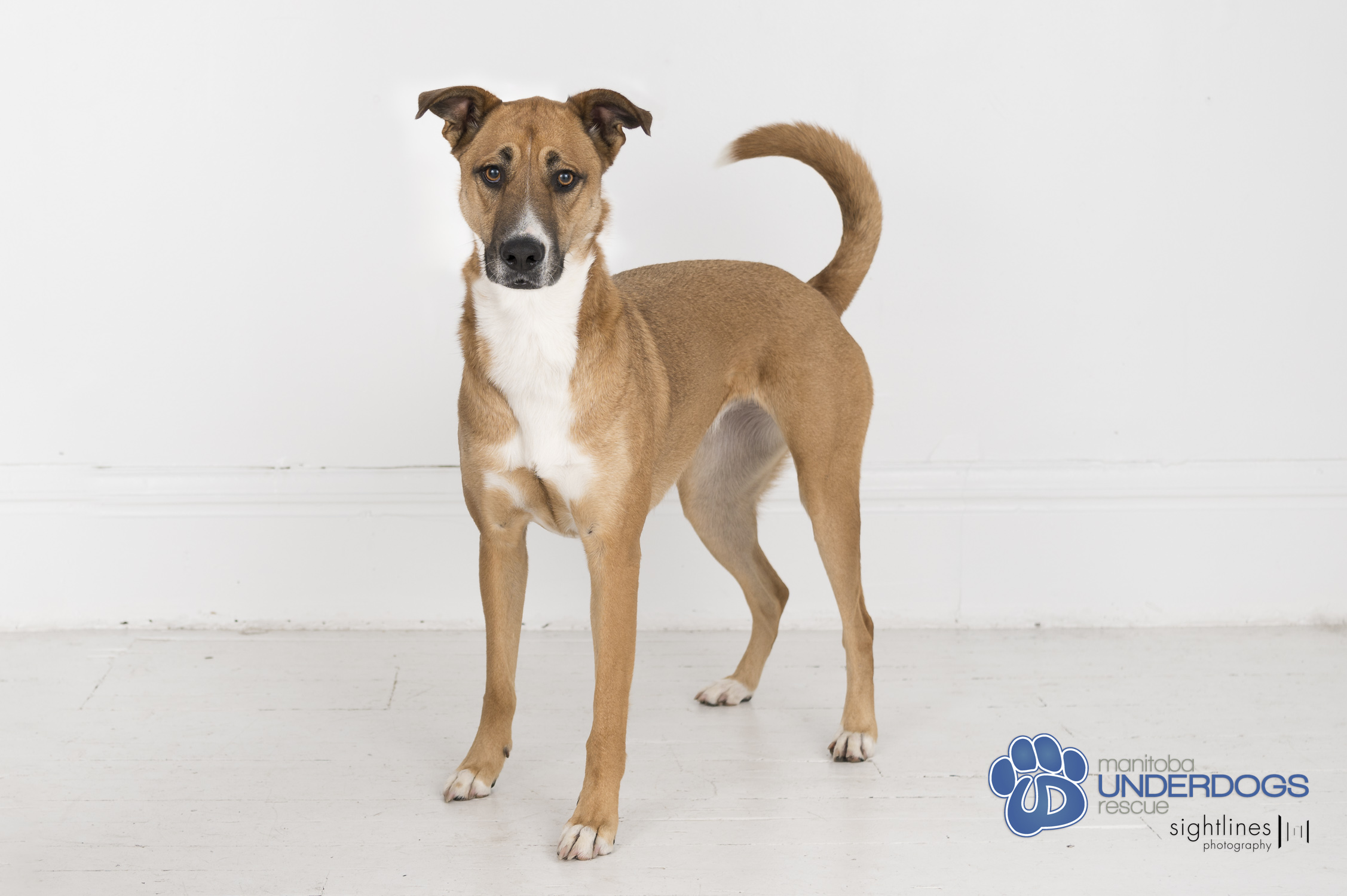 Penelope Pickles, a Adoptable mixed breed in Winnipeg, MB image 6/6