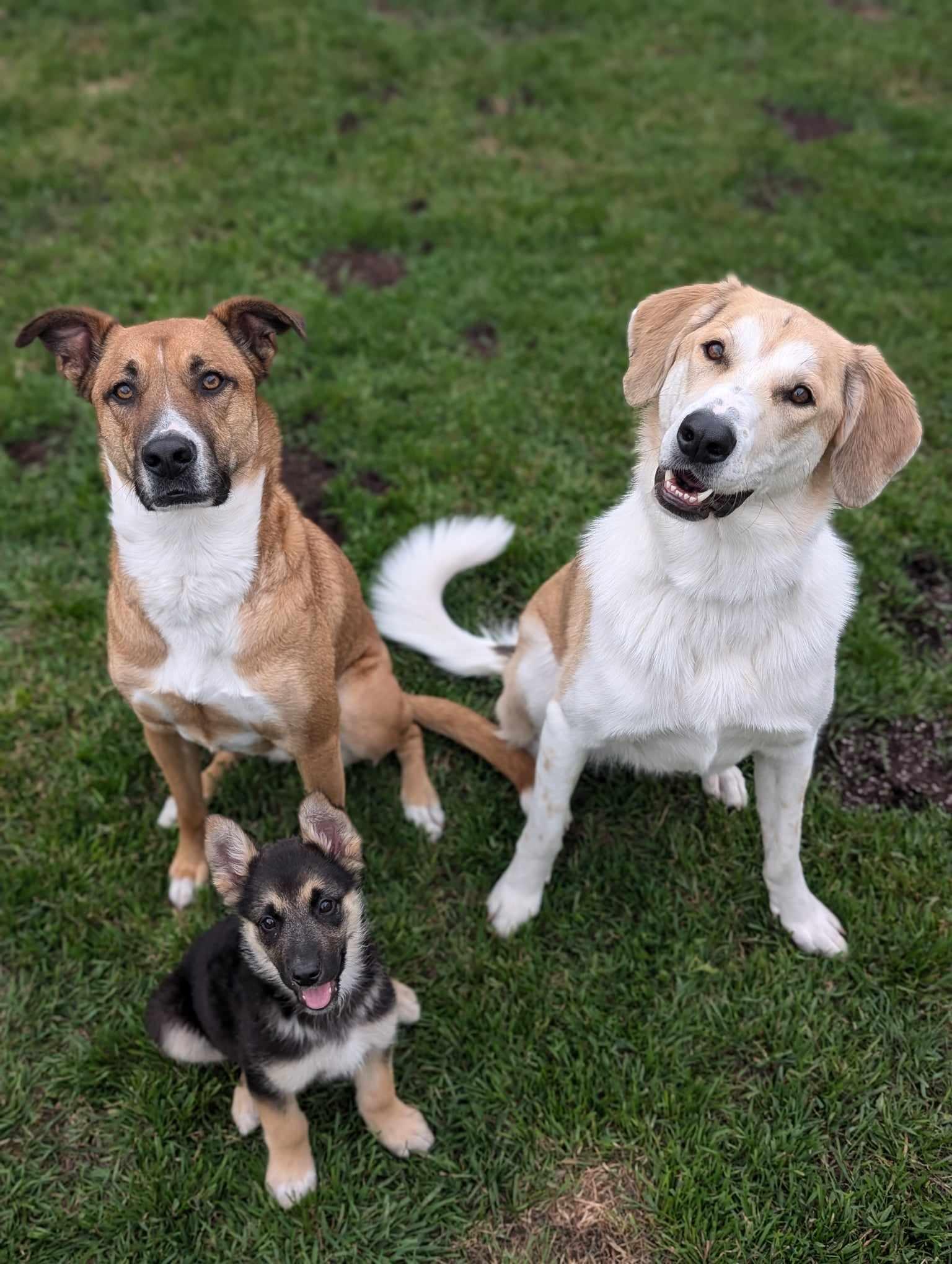 Penelope Pickles, a Adoptable mixed breed in Winnipeg, MB image 2/6