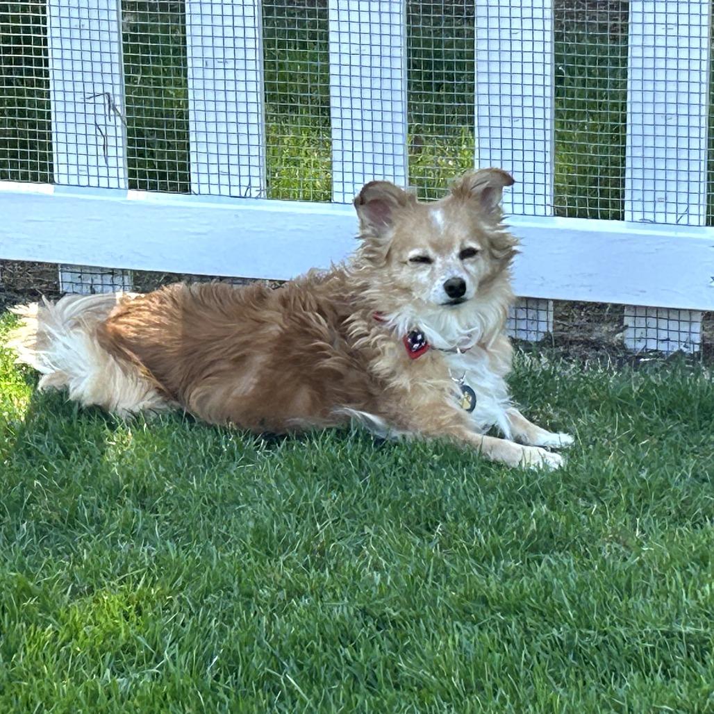 Enlarge Lunette, a Adoptable Pomeranian in Benton City, WA image 1/5