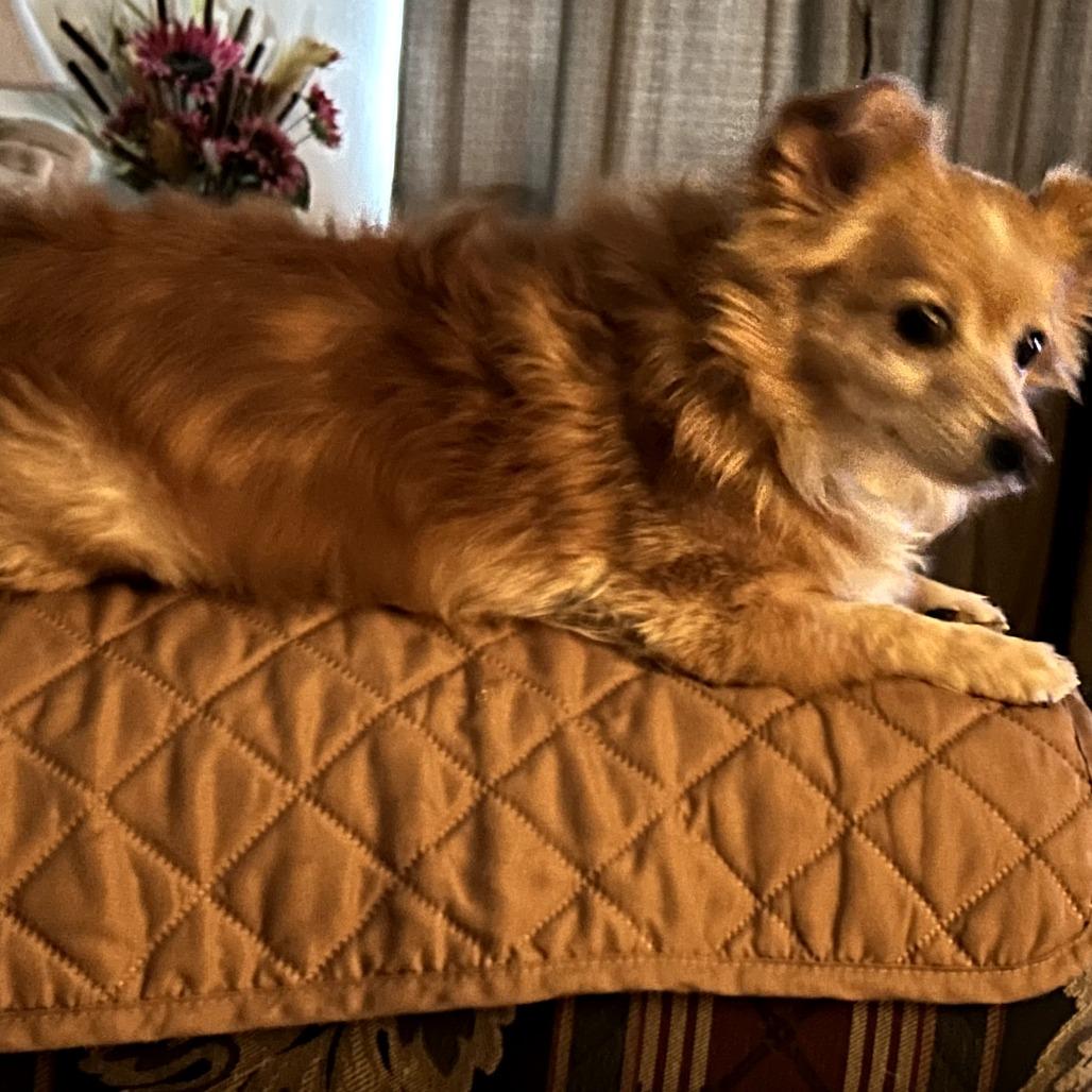 Enlarge Lunette, a Adoptable Pomeranian in Benton City, WA image 3/5