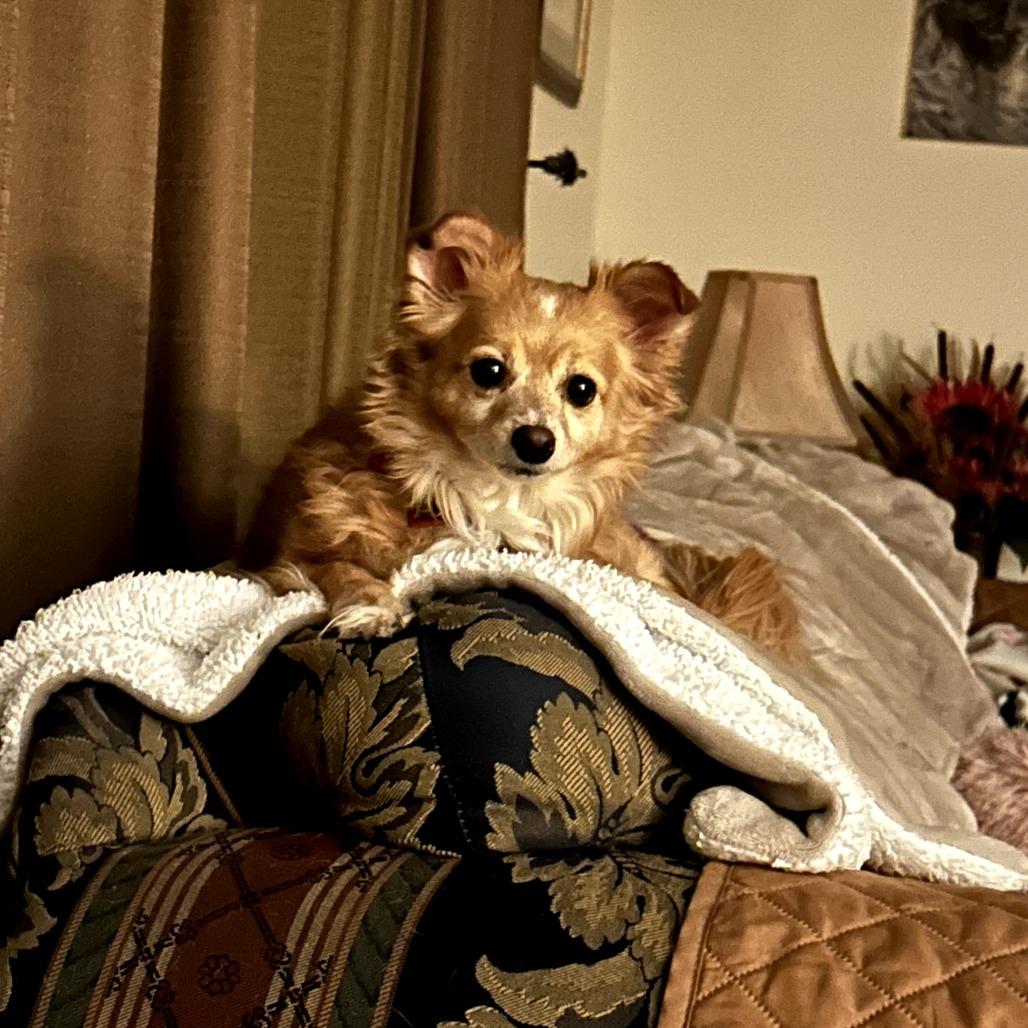 Enlarge Lunette, a Adoptable Pomeranian in Benton City, WA image 4/5