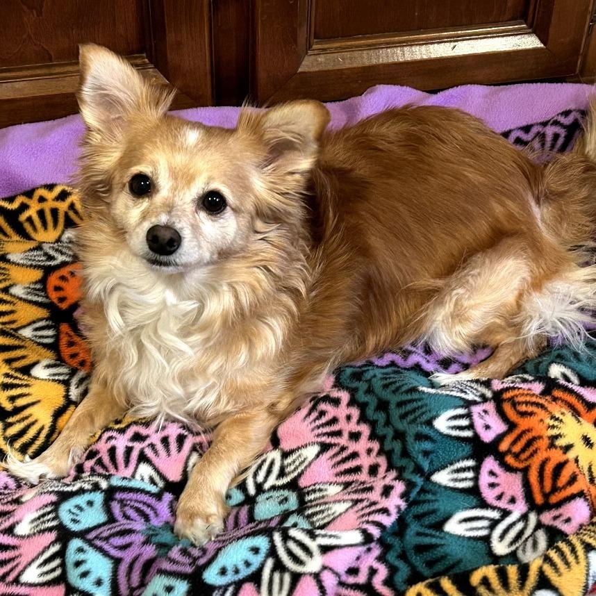 Enlarge Lunette, a Adoptable Pomeranian in Benton City, WA image 5/5