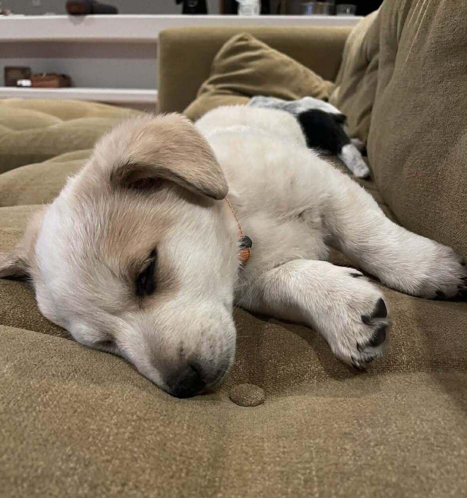 Quinn, Adoptable, Puppy Male Cattle Dog & Collie.