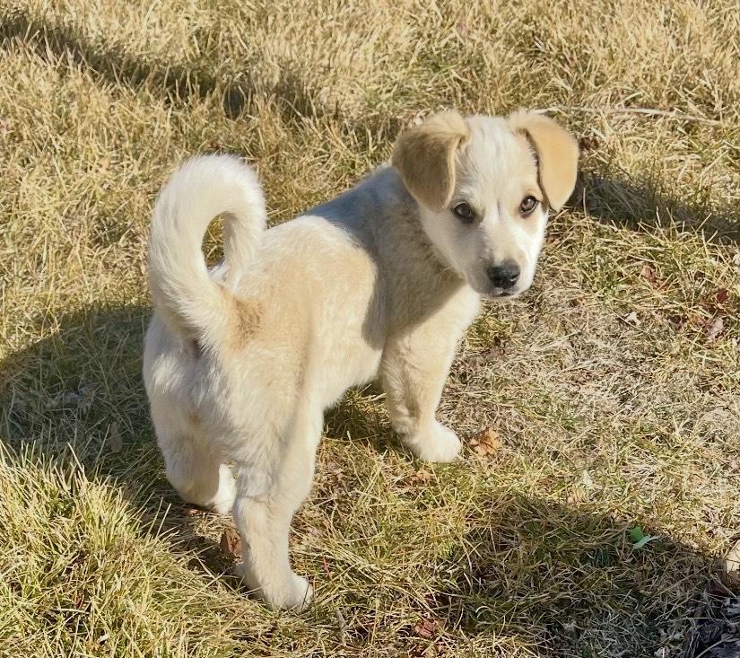 Enlarge Quinn, a Adoptable mixed breed in Boulder, CO image 2/6