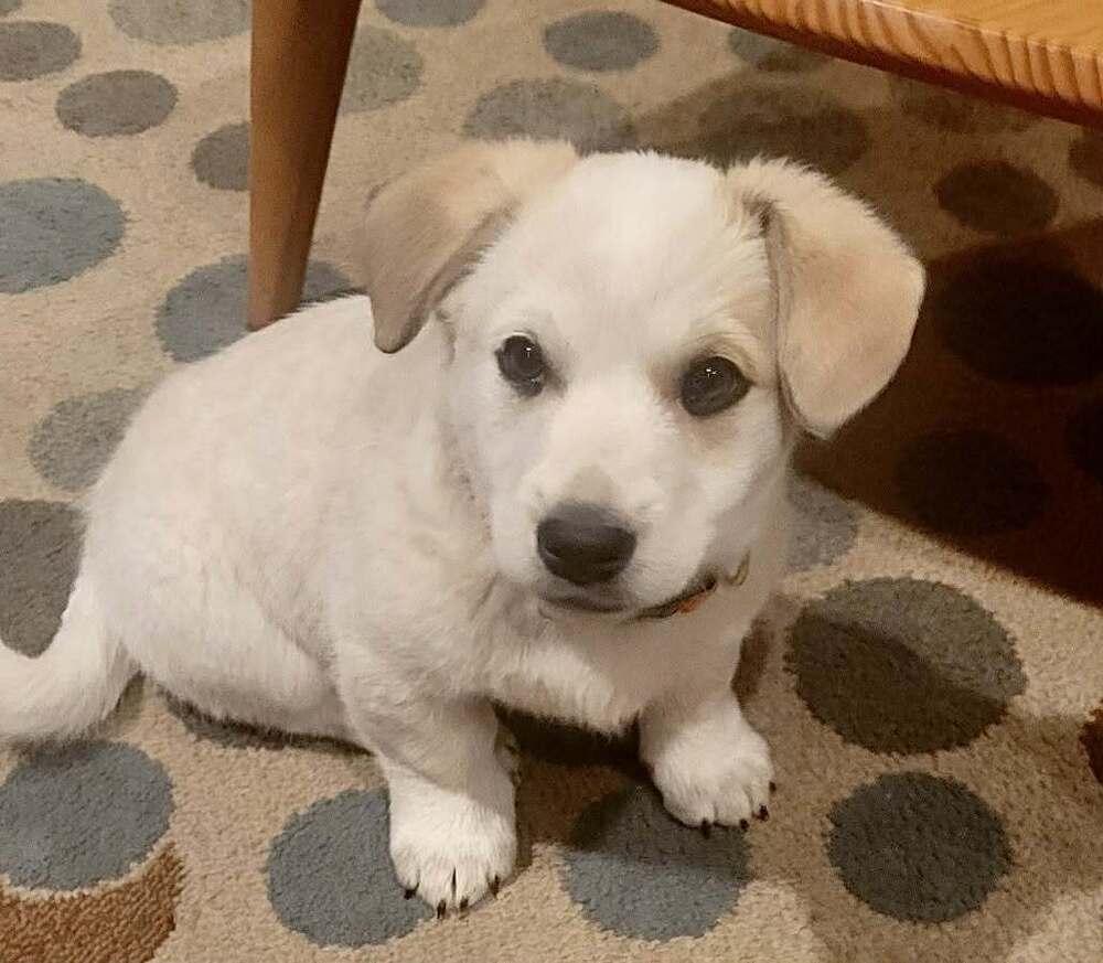 Enlarge Quinn, a Adoptable mixed breed in Boulder, CO image 4/6