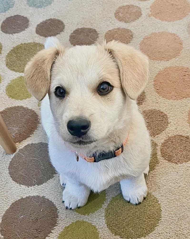 Enlarge Quinn, a Adoptable mixed breed in Boulder, CO image 5/6