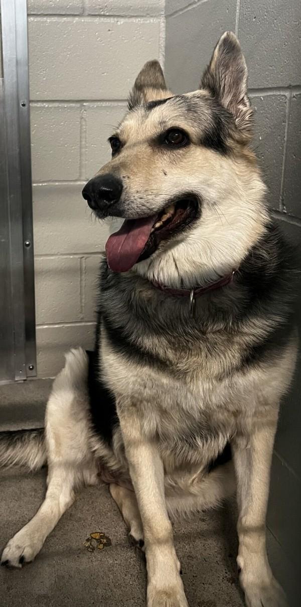 Enlarge Roxy, a Adoptable mixed breed in El Cajon, CA image 1/1