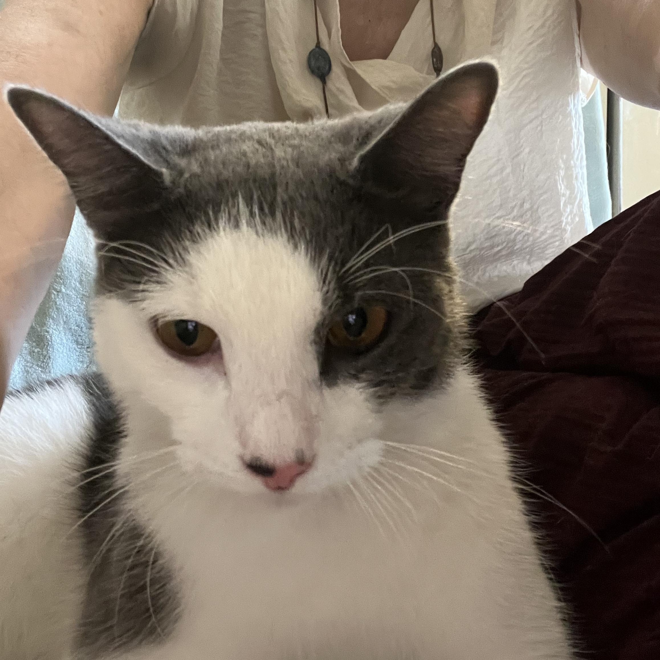 Slice, adopted, Young Male American Shorthair.