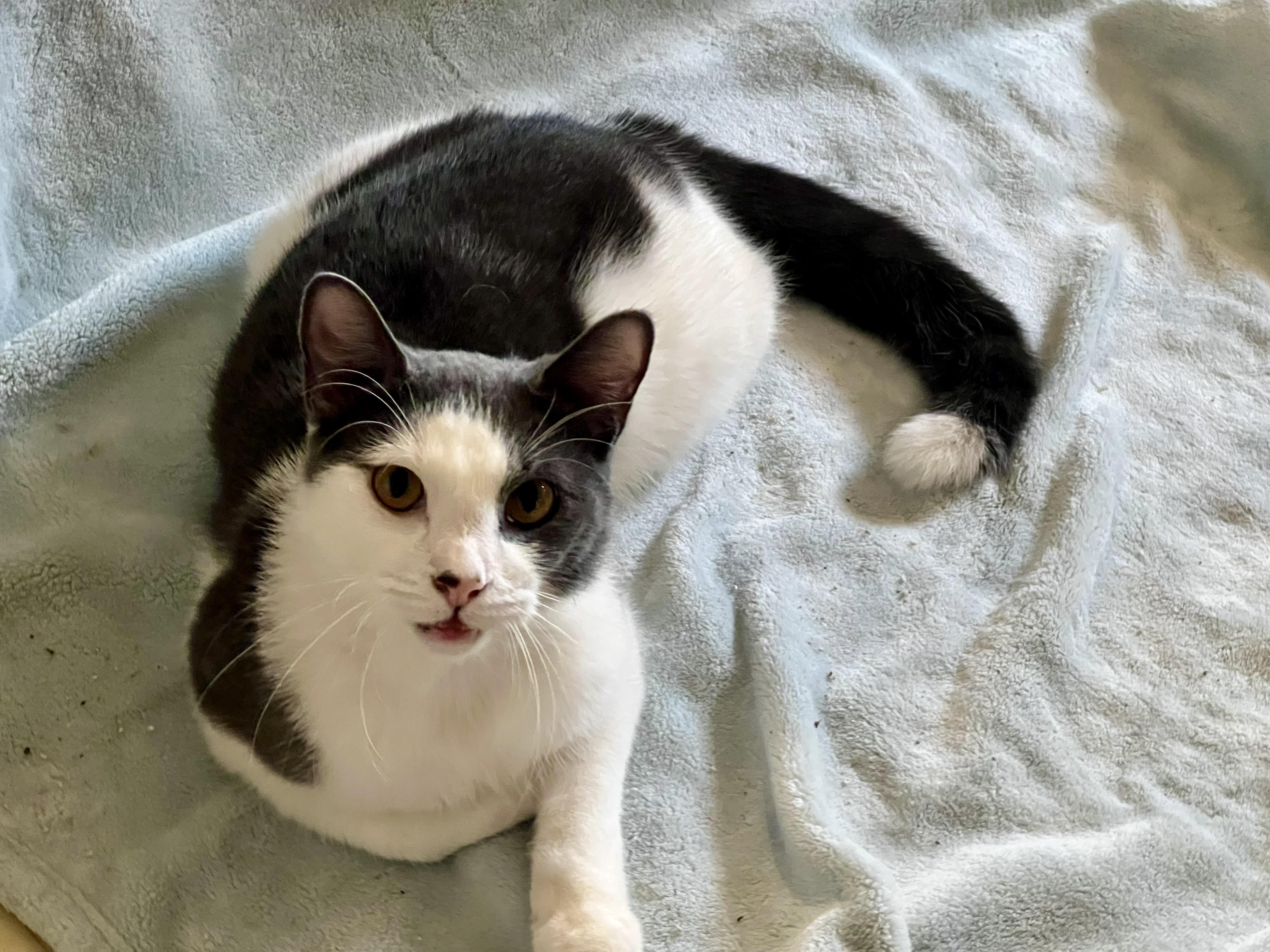 Enlarge Slice, an adopted American Shorthair in East Orange, NJ image 2/3