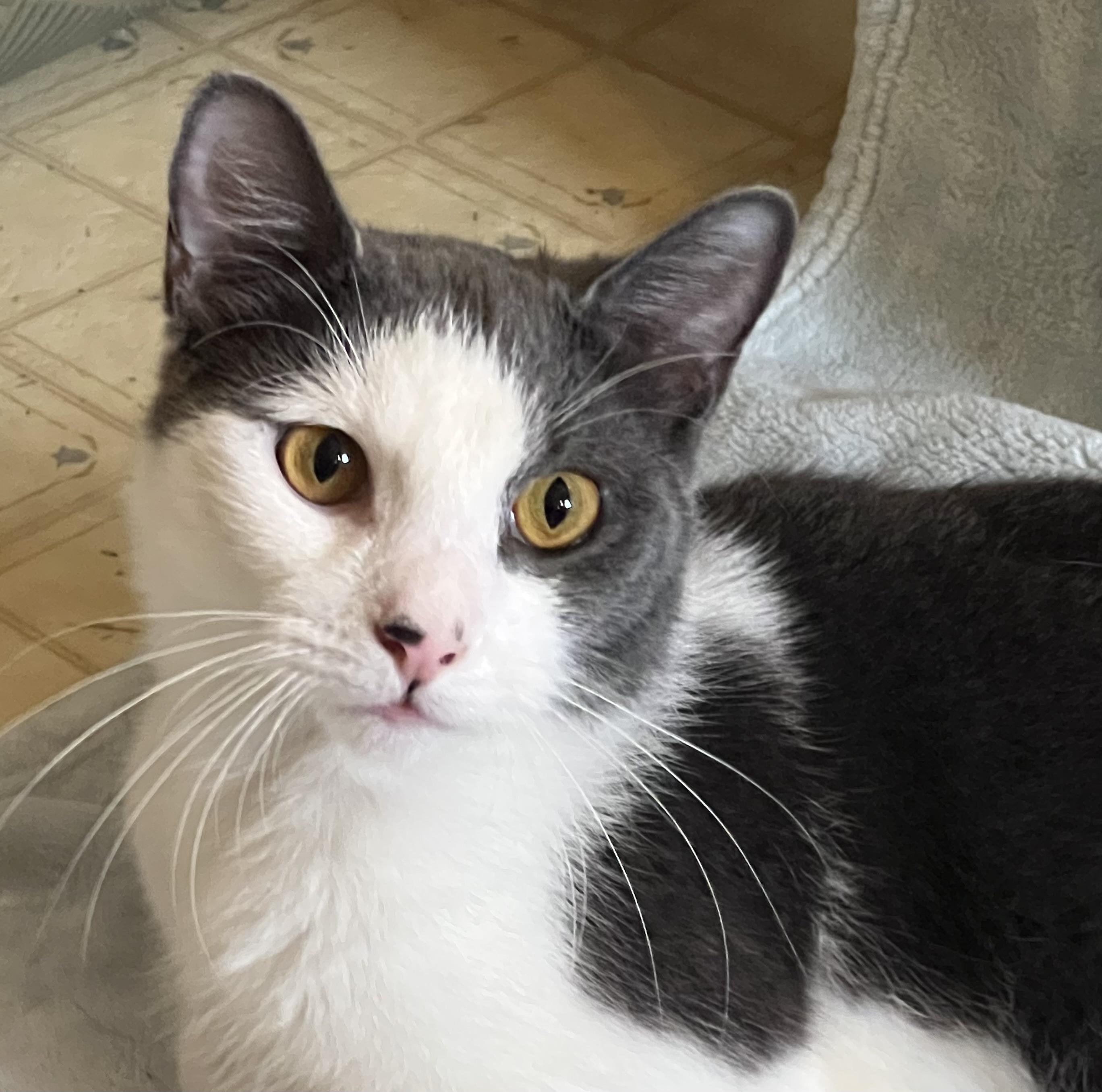 Enlarge Slice, an adopted American Shorthair in East Orange, NJ image 3/3