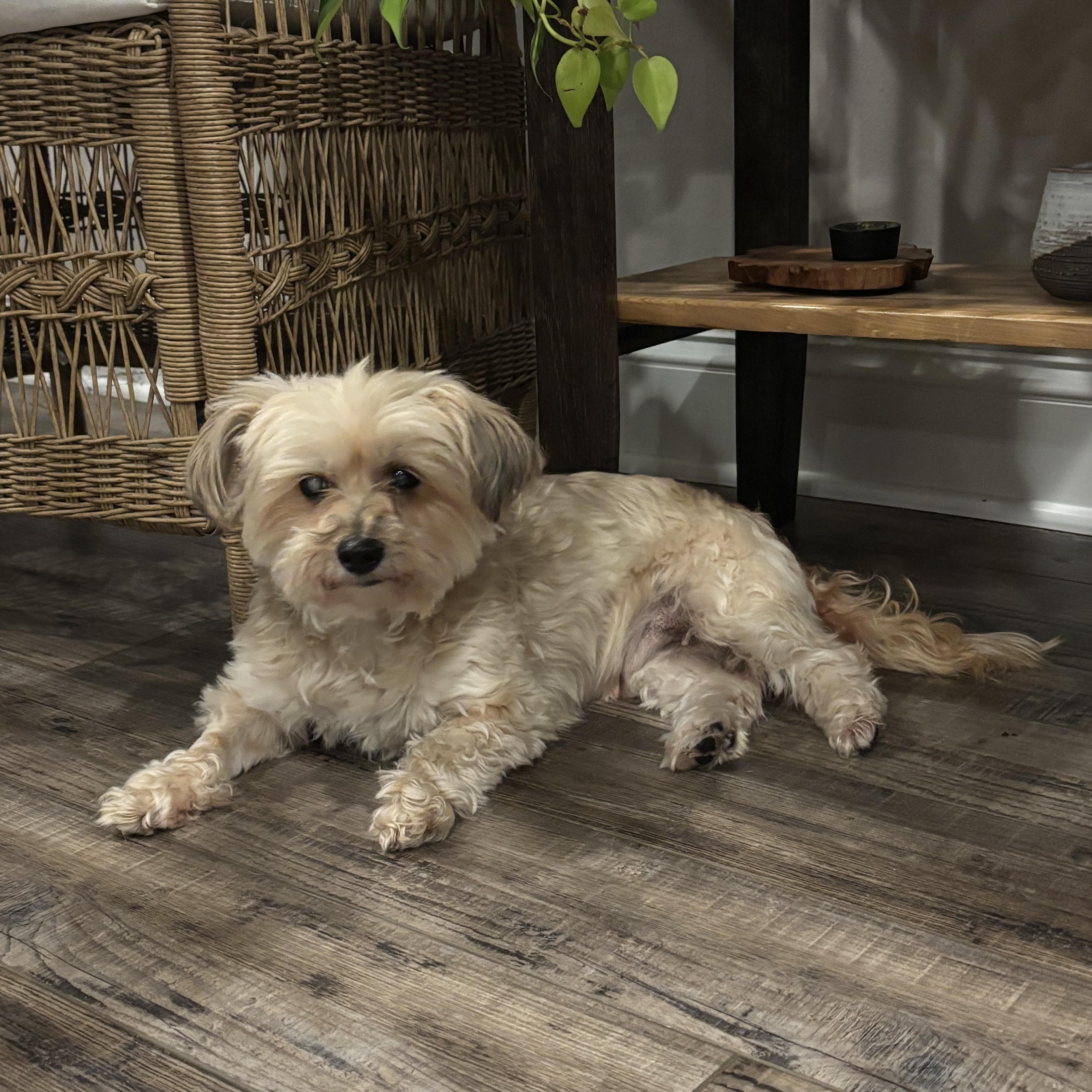 Enlarge Delilah, a ADOPTABLE Yorkshire Terrier in Mount Royal, NJ image 1/2