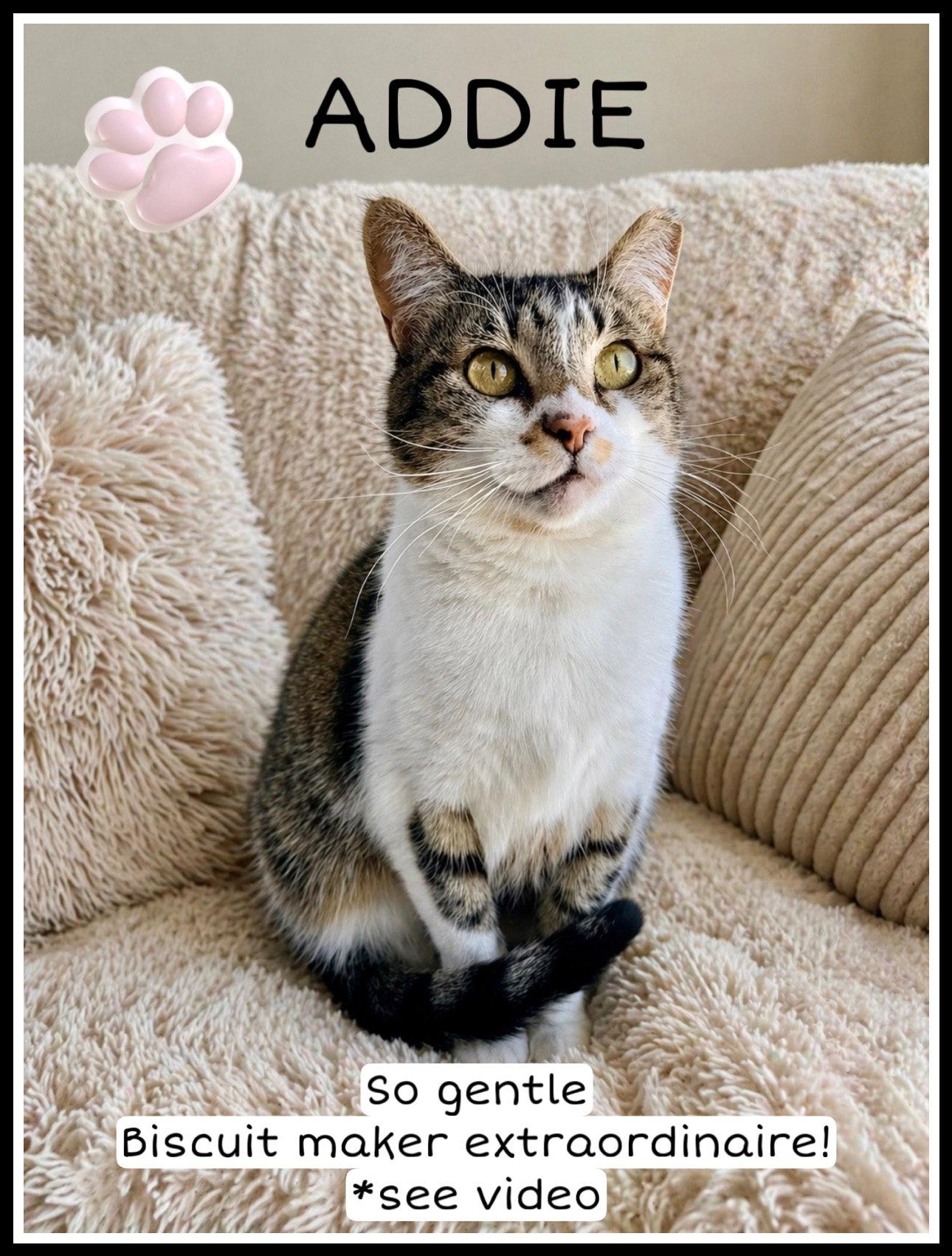 Addie (FCID#12/29/2025 - 421) Willow Grove, a Adoptable Tabby in Willow Grove, PA image 1/3