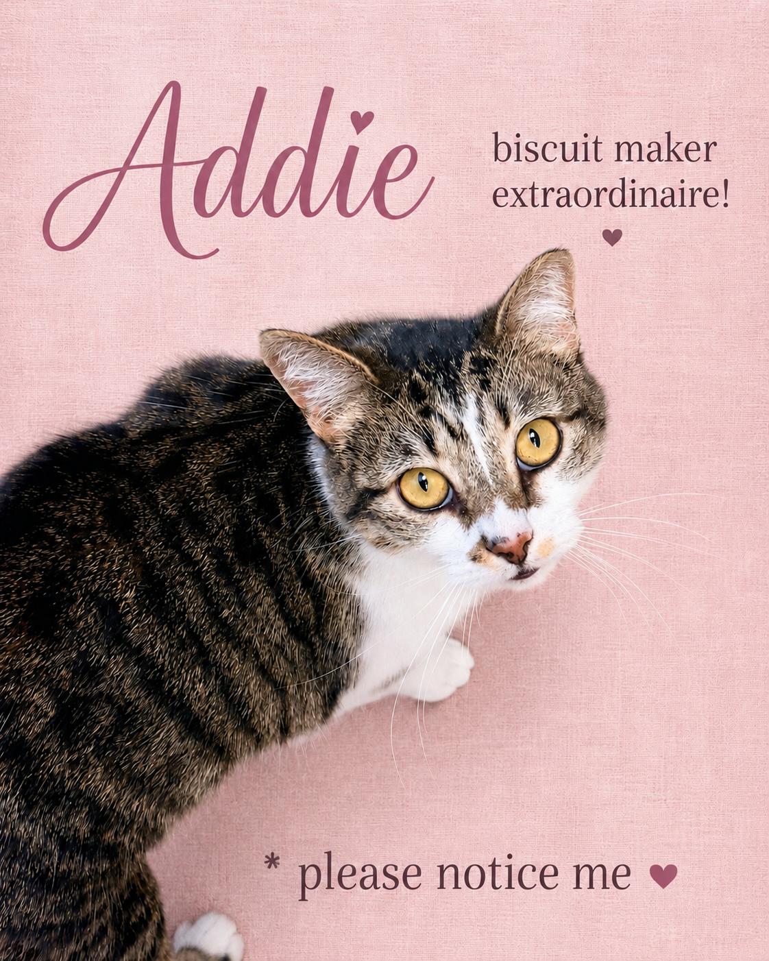 Addie (FCID#12/29/2025 - 421) Willow Grove, a Adoptable Tabby in Willow Grove, PA image 2/3