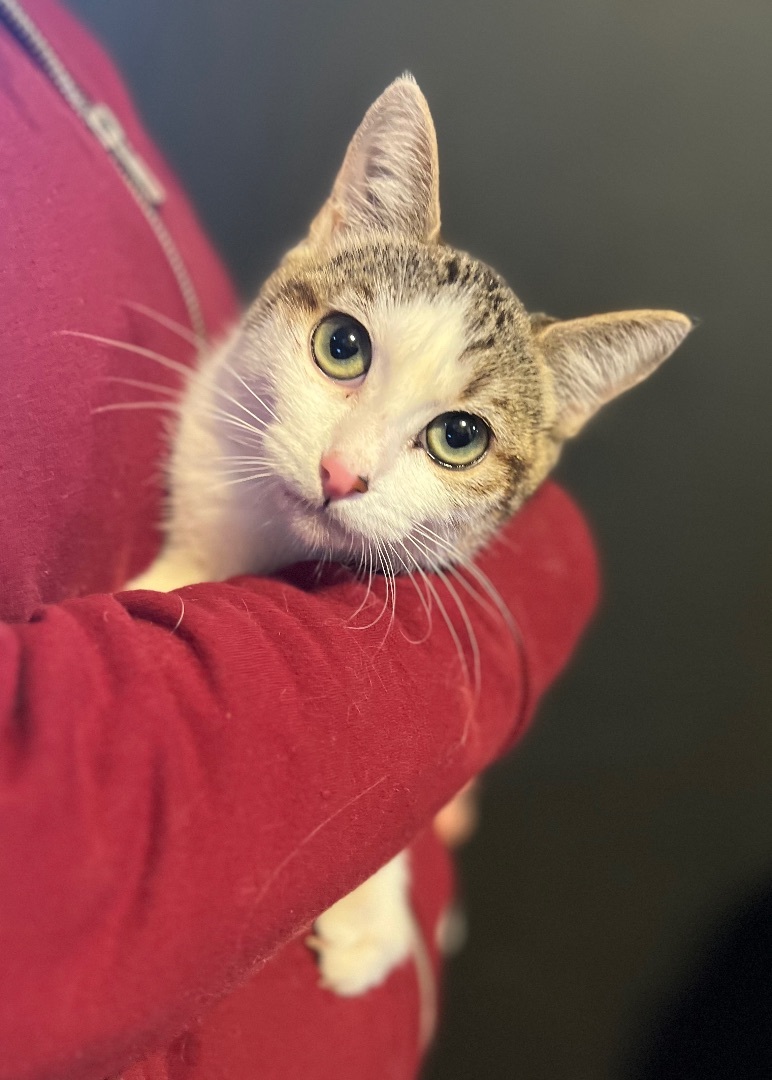 Mimi, Adoptable, Young Female Domestic Short Hair.