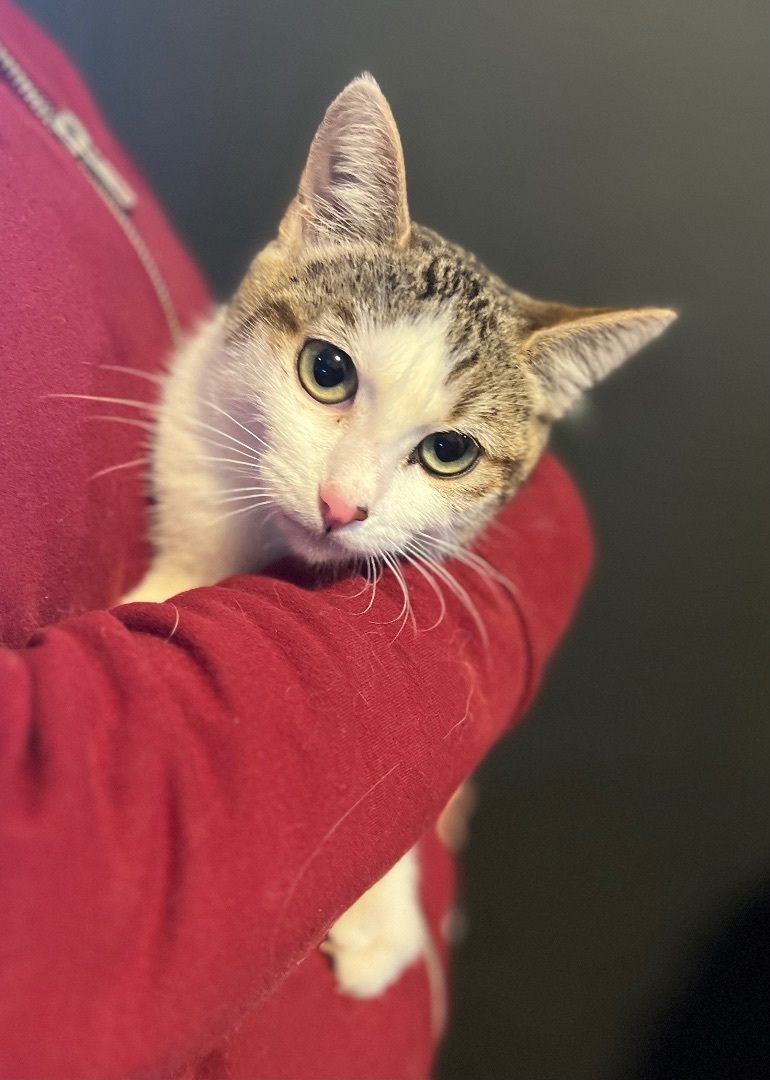 Mimi, a Adoptable Domestic Short Hair in Seattle, WA image 2/3