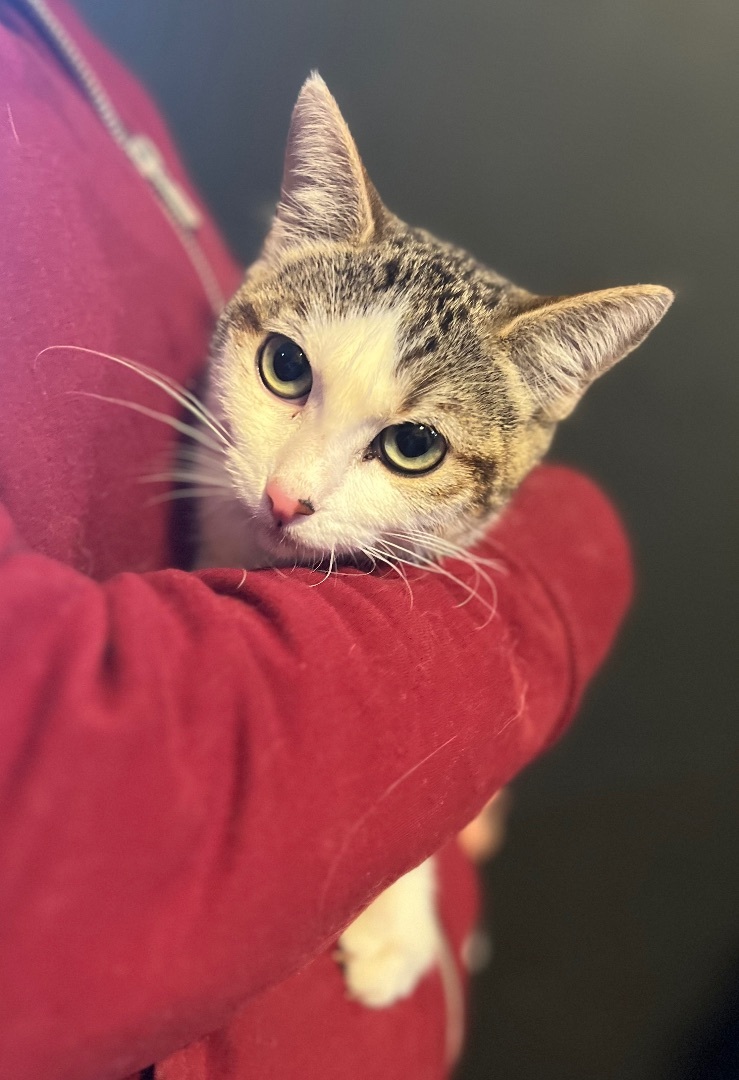 Mimi, a Adoptable Domestic Short Hair in Seattle, WA image 3/3